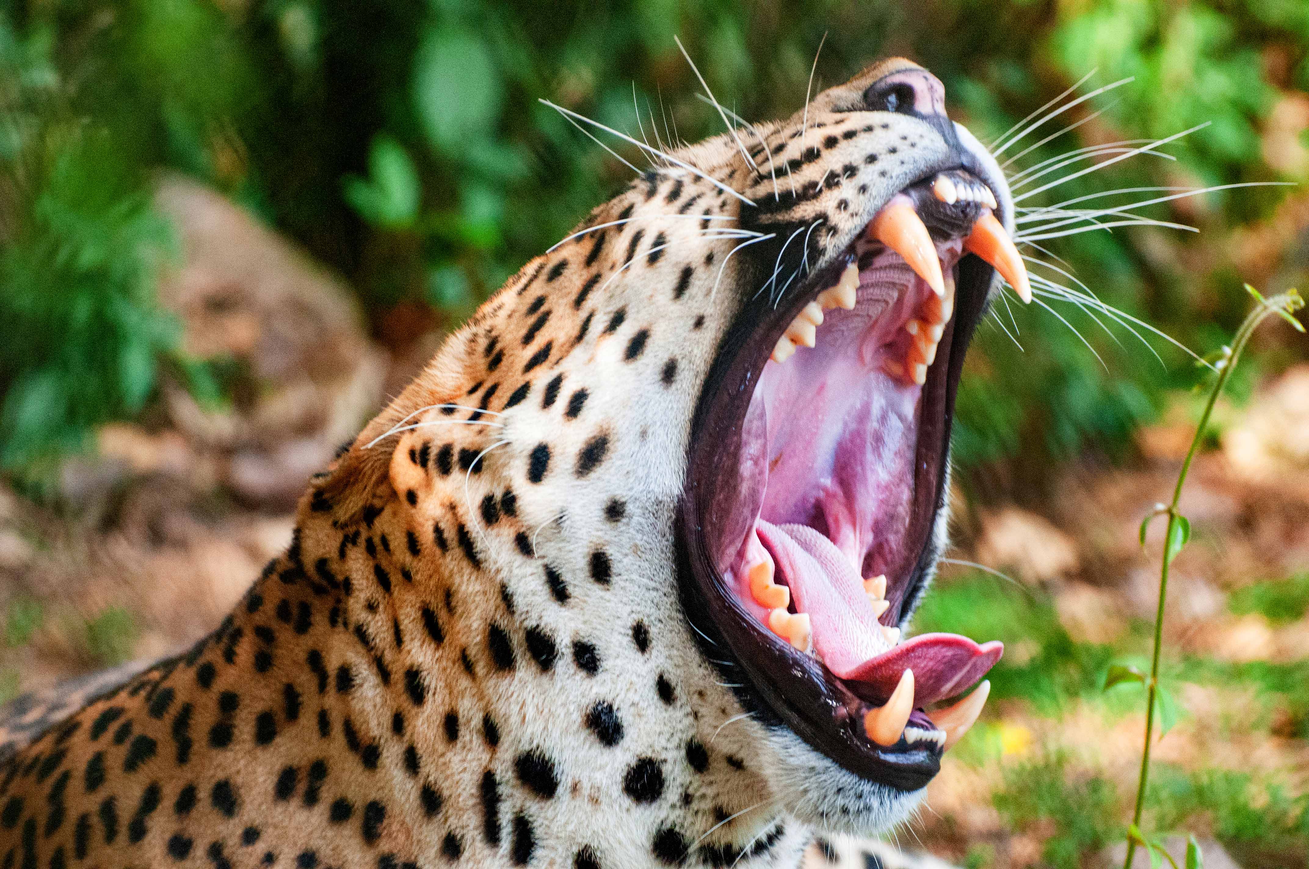 Photographer's Paradise