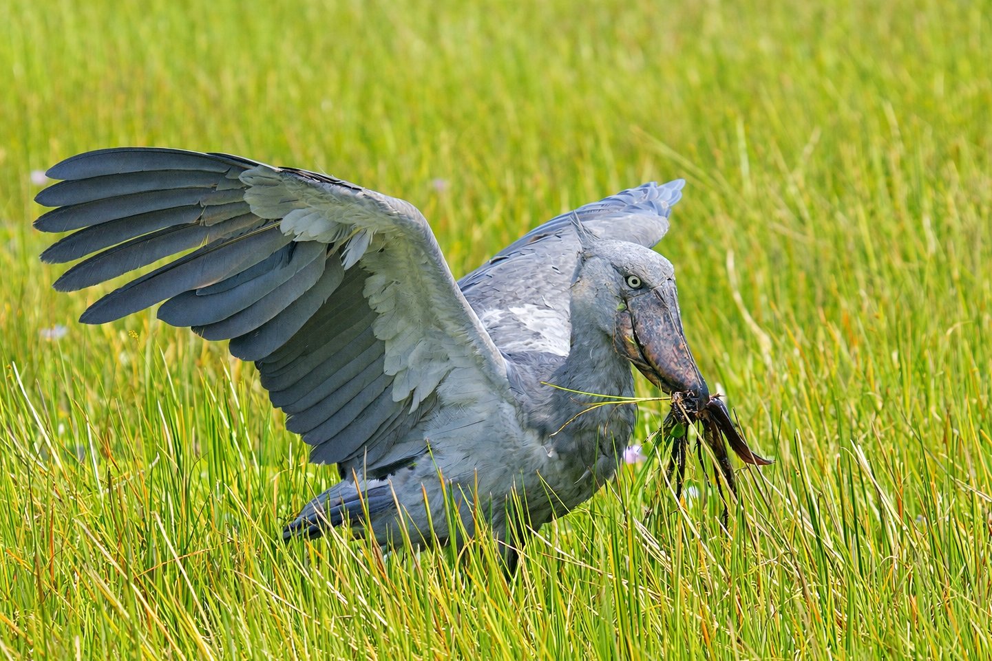 Uganda's Shoebill: The Dinosaur Monarch of the Marsh