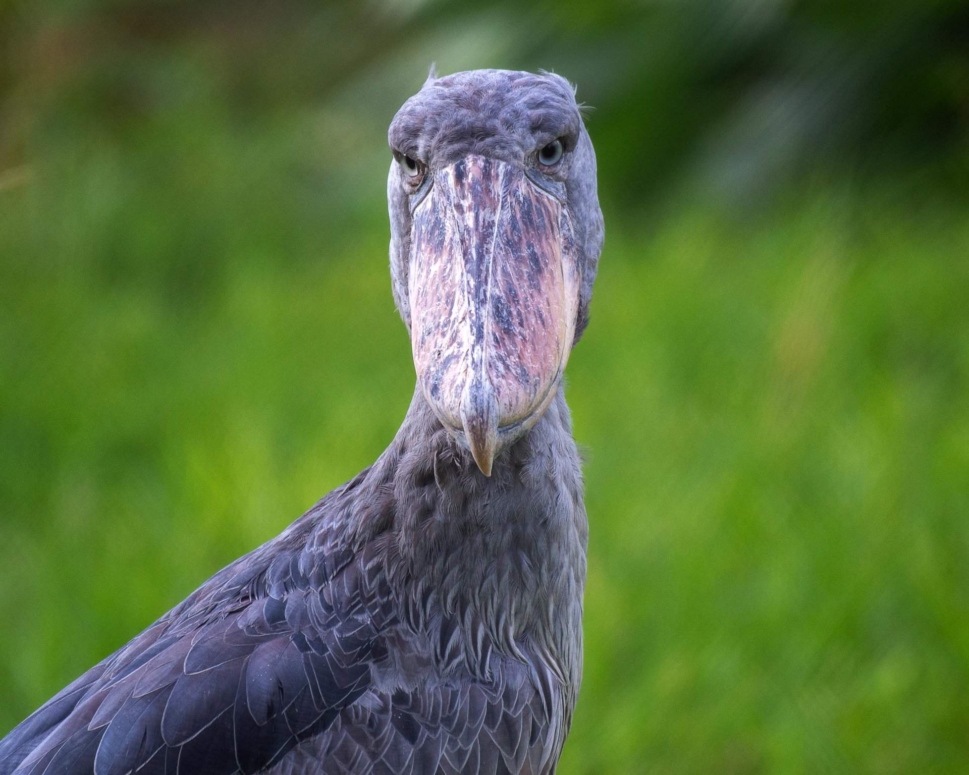Visitors in canoe watching Shoebill at Mabamba Swamp Uganda