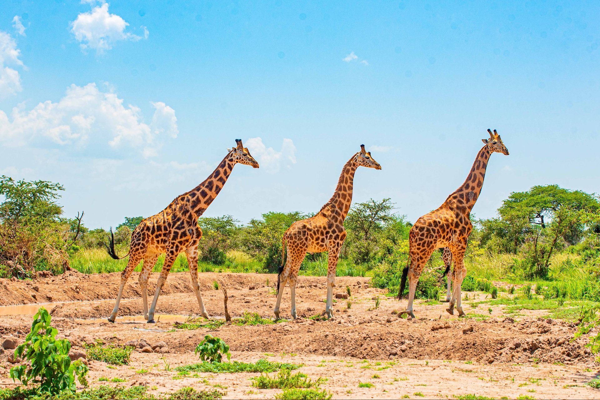 Uganda's national parks featuring mountain gorillas, elephants, and diverse wildlife