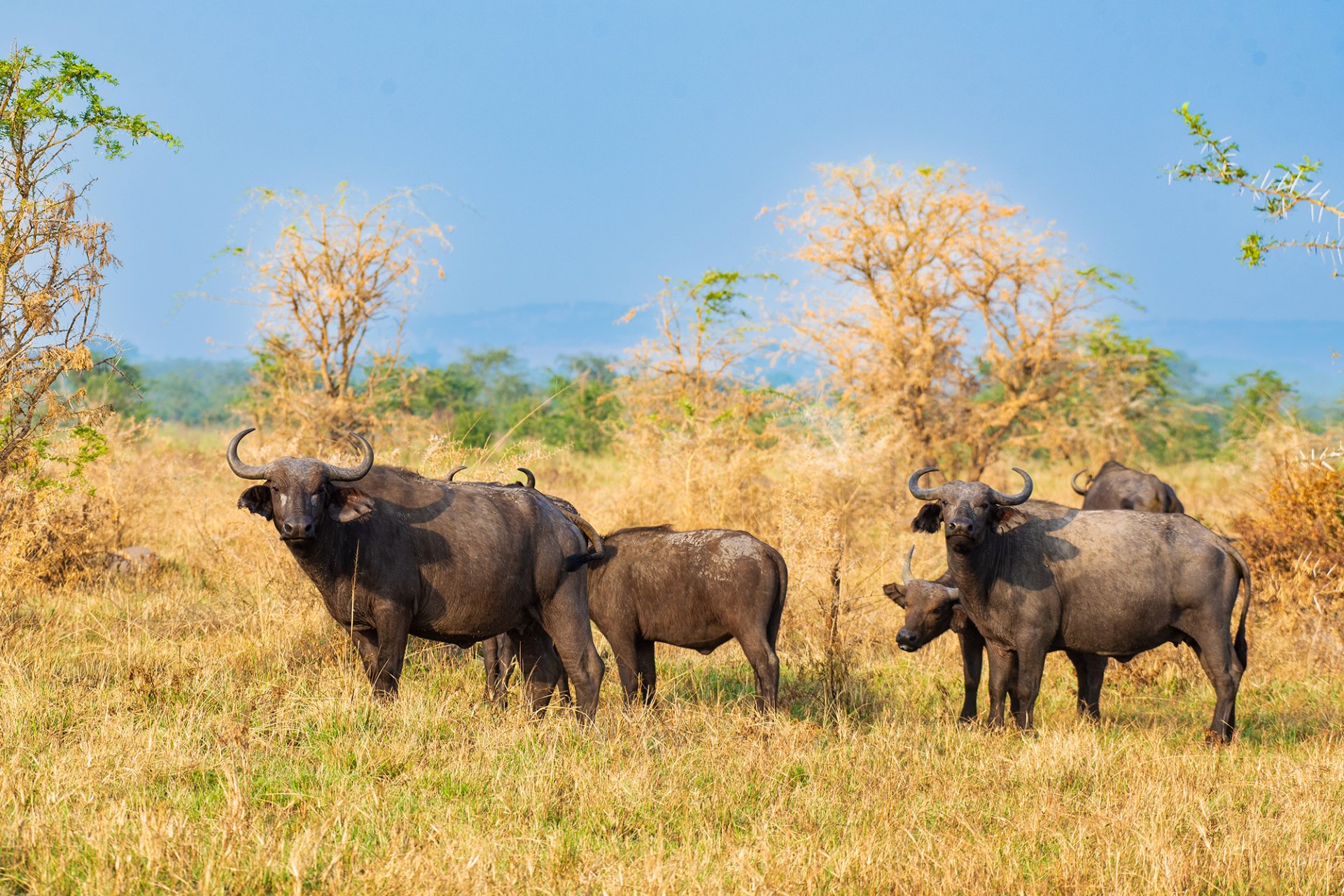 Kigezi Wildlife Reserve