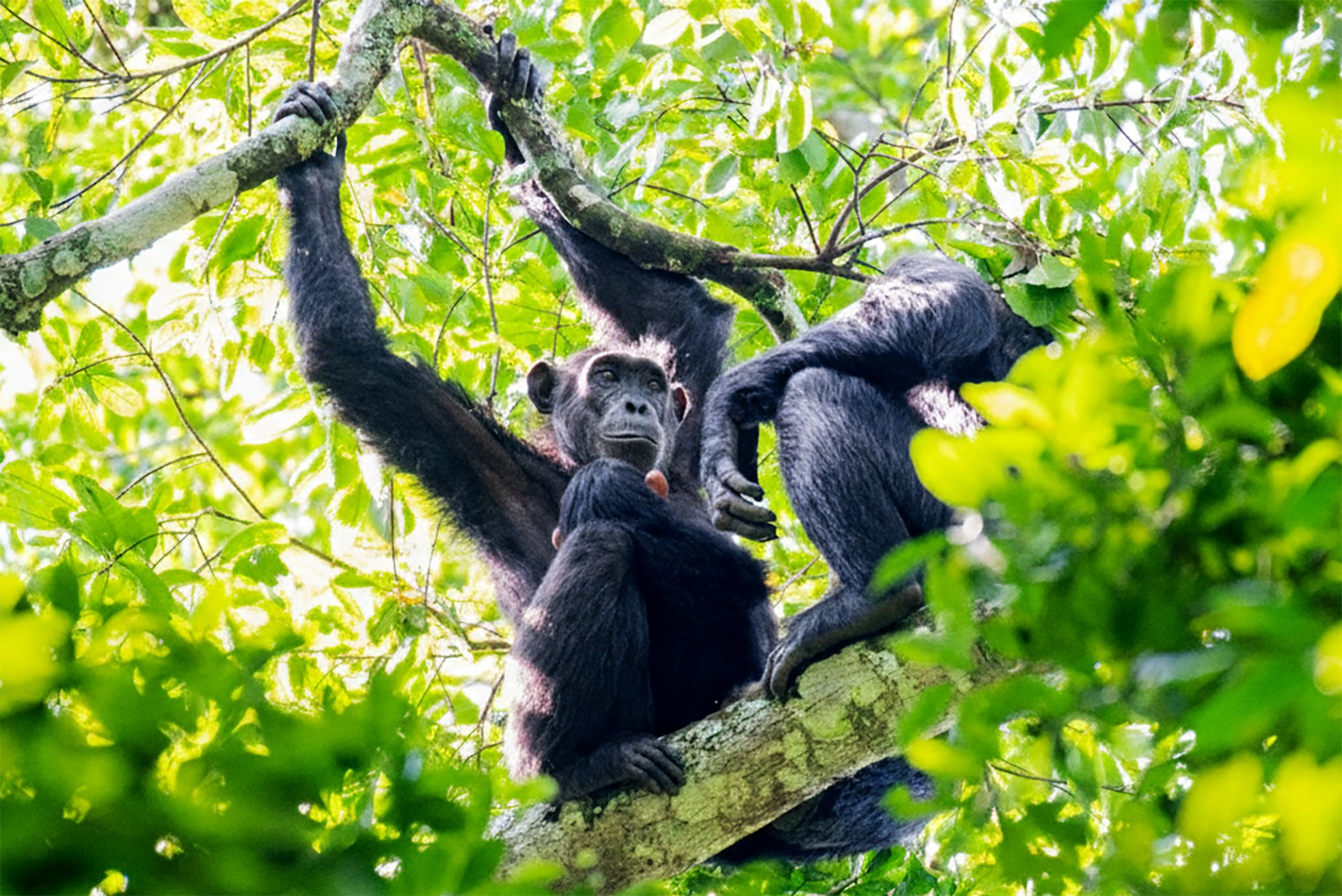 Kyambura Wildlife Reserve