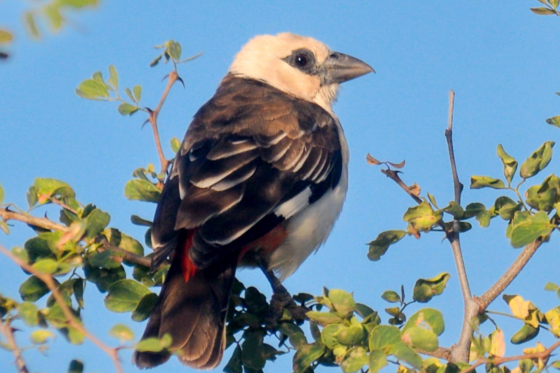 Matheniko–Bokora Wildlife Reserve