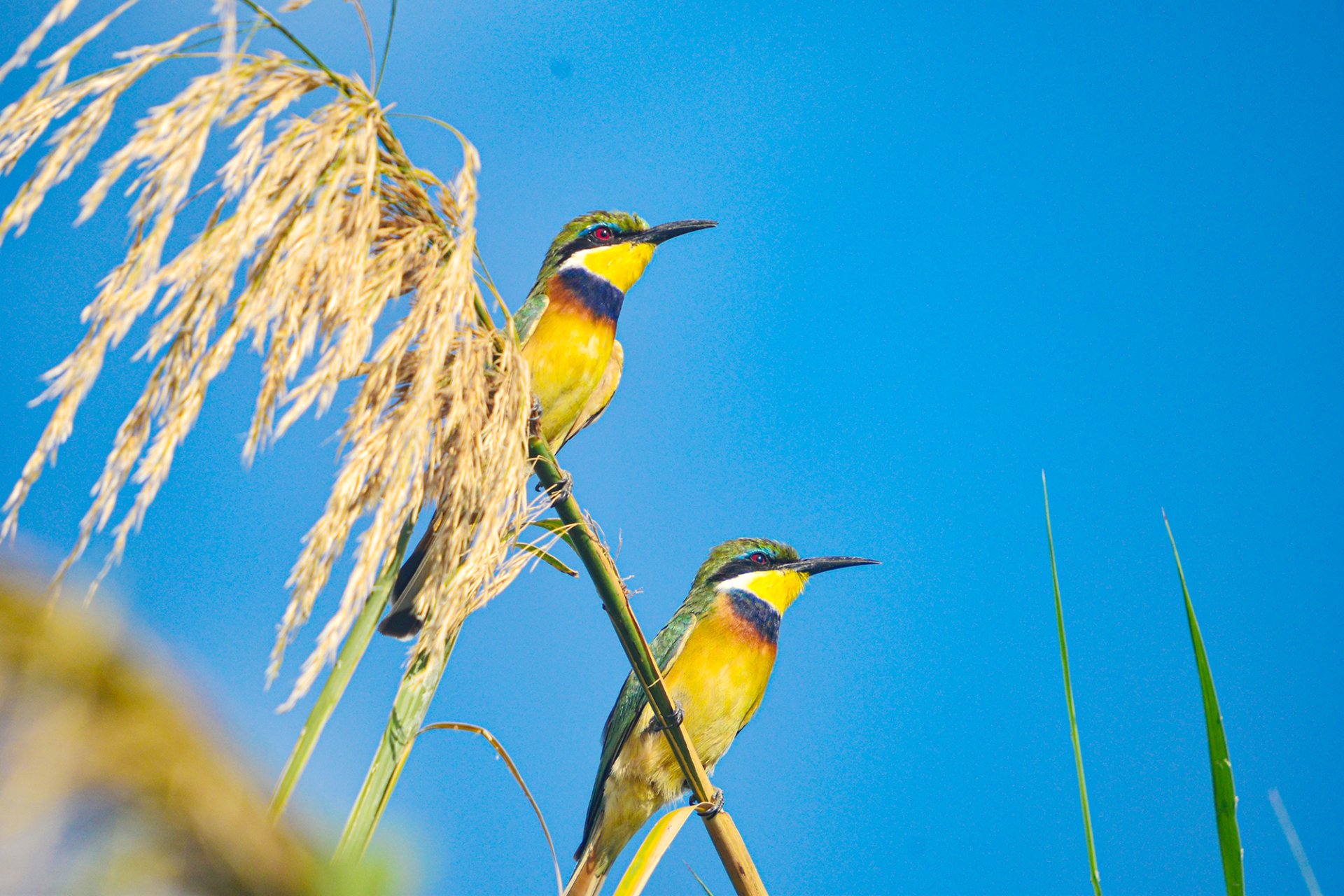 Toro-Semliki Wildlife Reserve