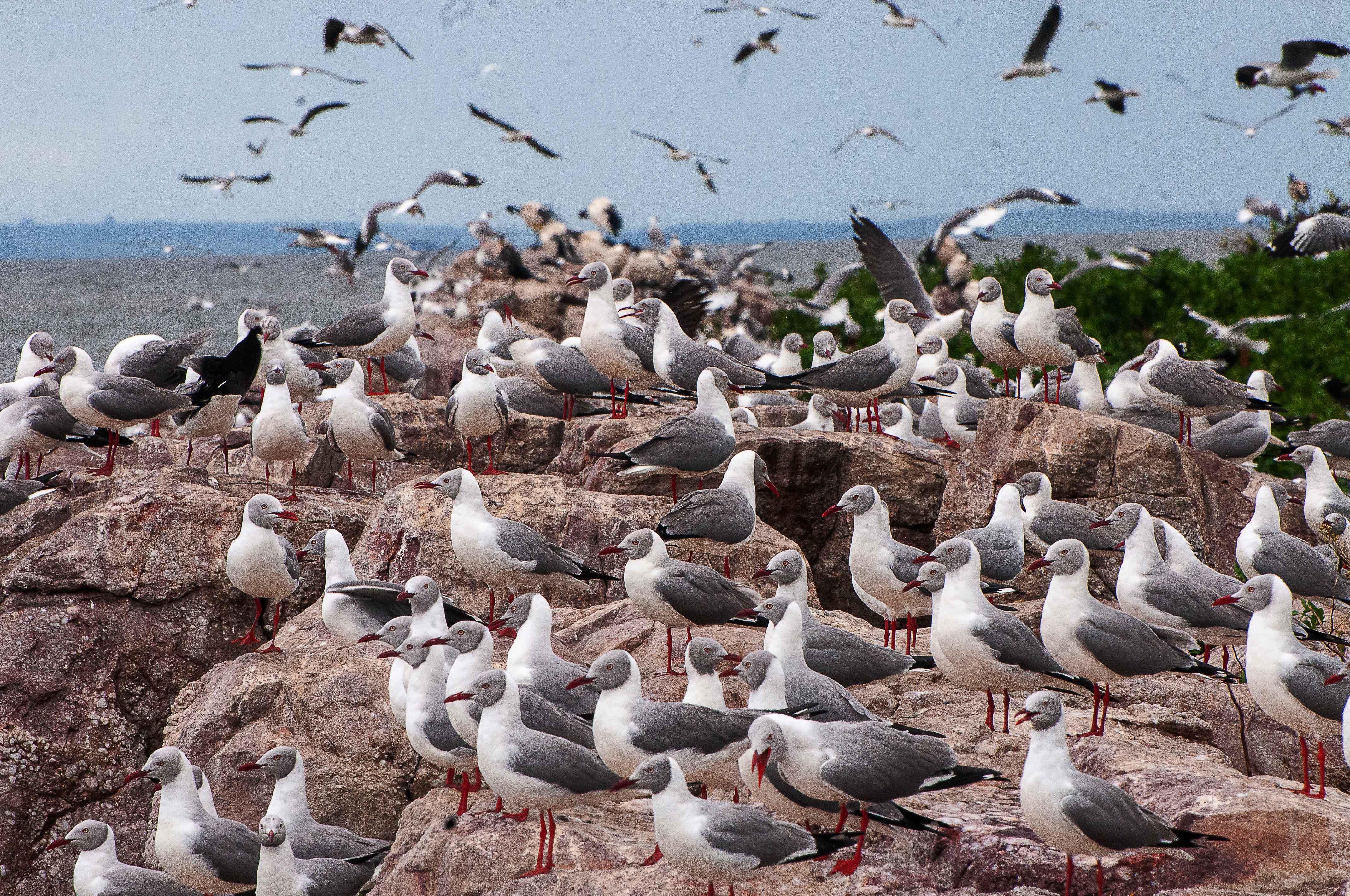 Important Bird and Biodiversity Areas in Uganda featuring diverse bird species