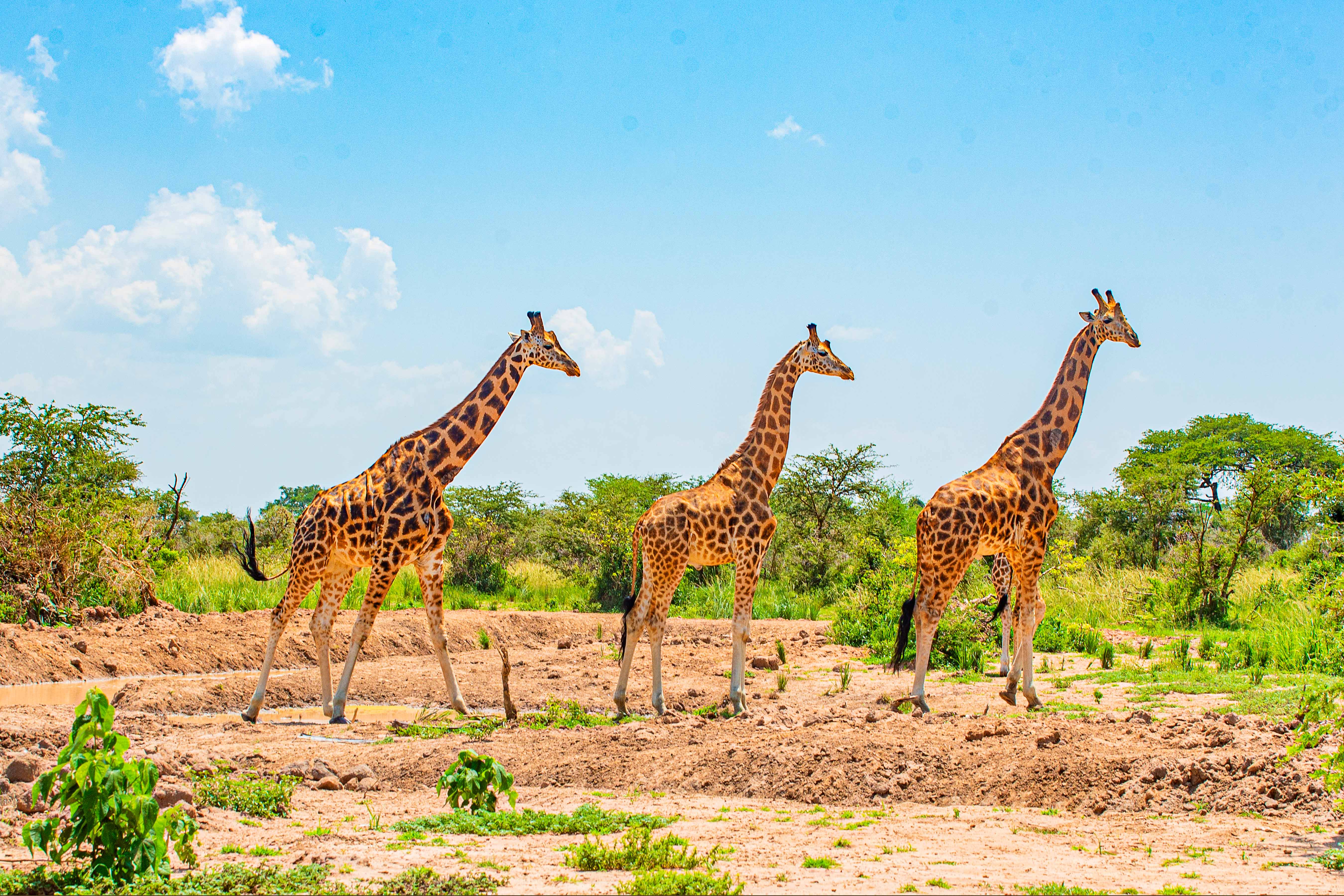 Uganda's national parks featuring mountain gorillas, elephants, and diverse wildlife