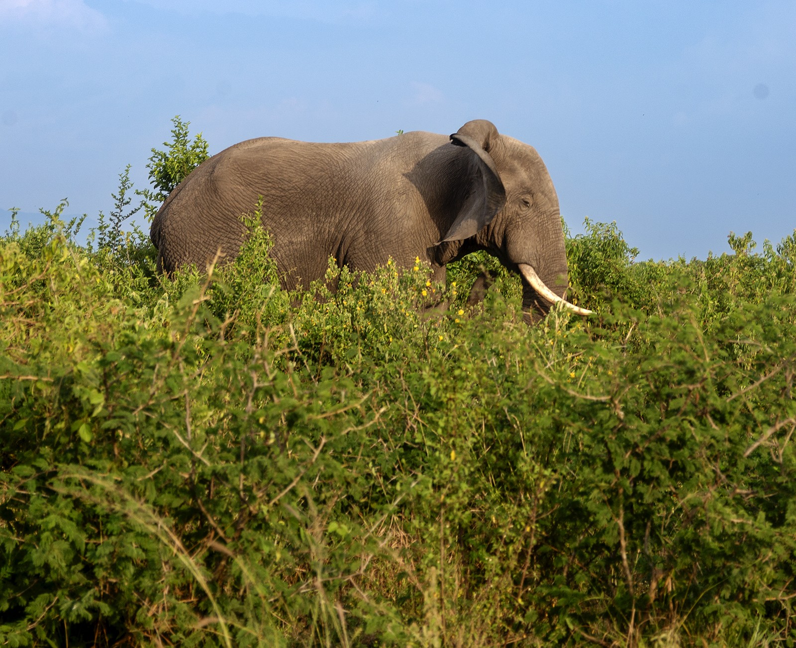 Elephants Queen Elizabeth
