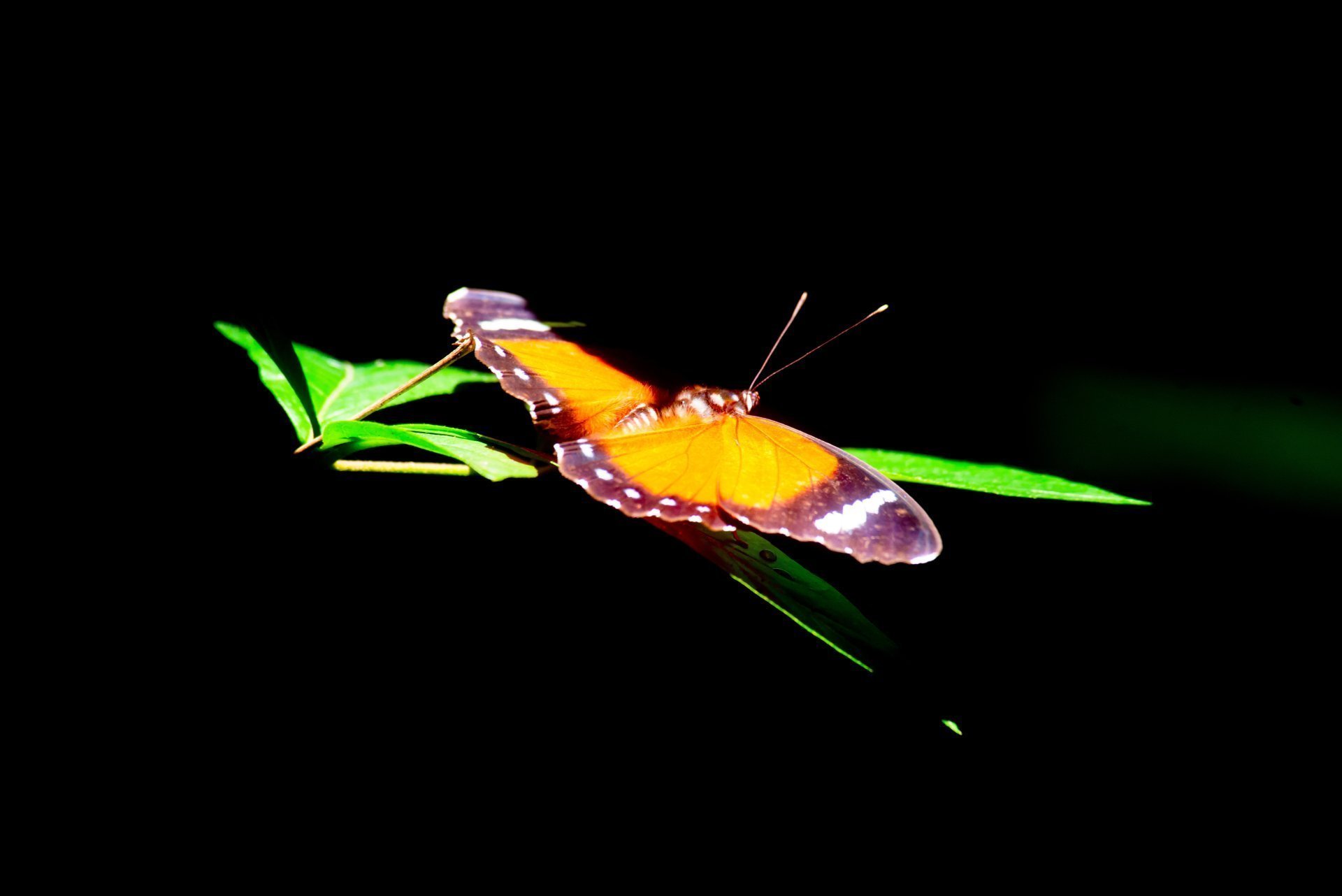 Semliki Wildlife Reserve