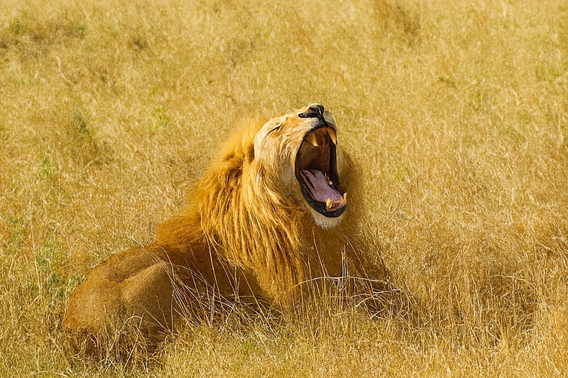 Lion in Kidepo Valley National Park