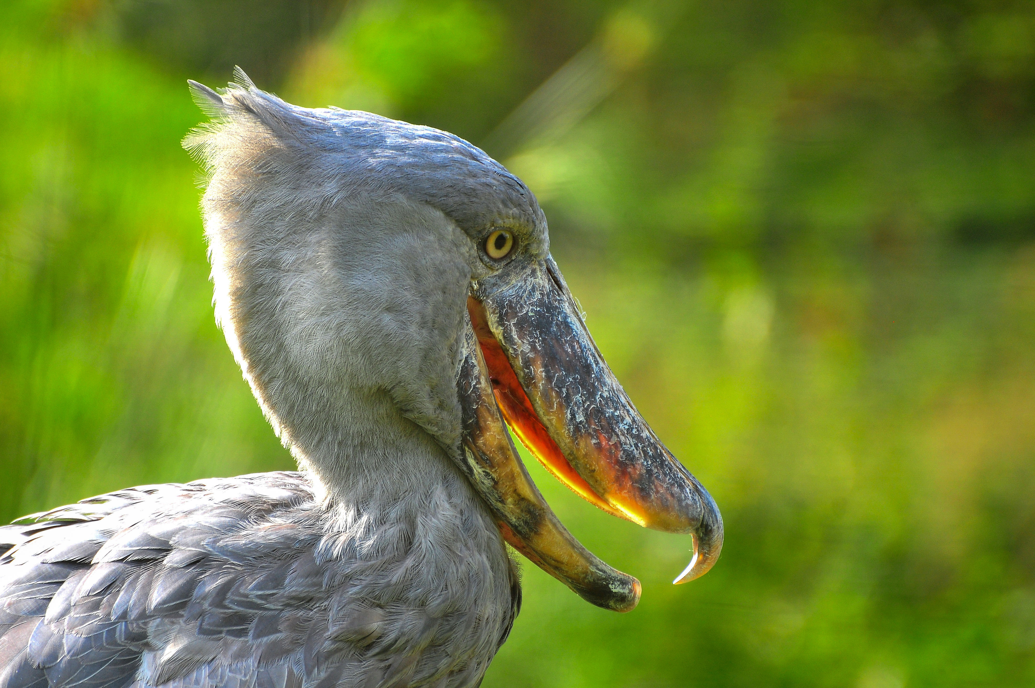 Shoebill bird, one of Uganda's most sought-after species for birdwatchers