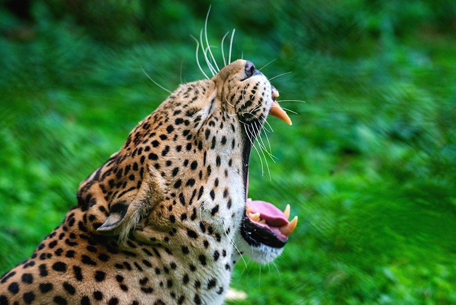 Photographic Safaris in Uganda