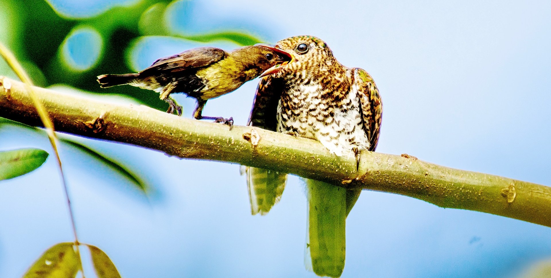 Shoebill Stork - Uganda's iconic wetland bird