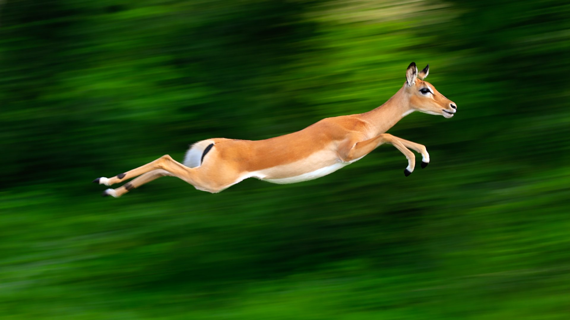 Short Uganda Photographic Safari — Wildlife, Gorillas & Wetlands