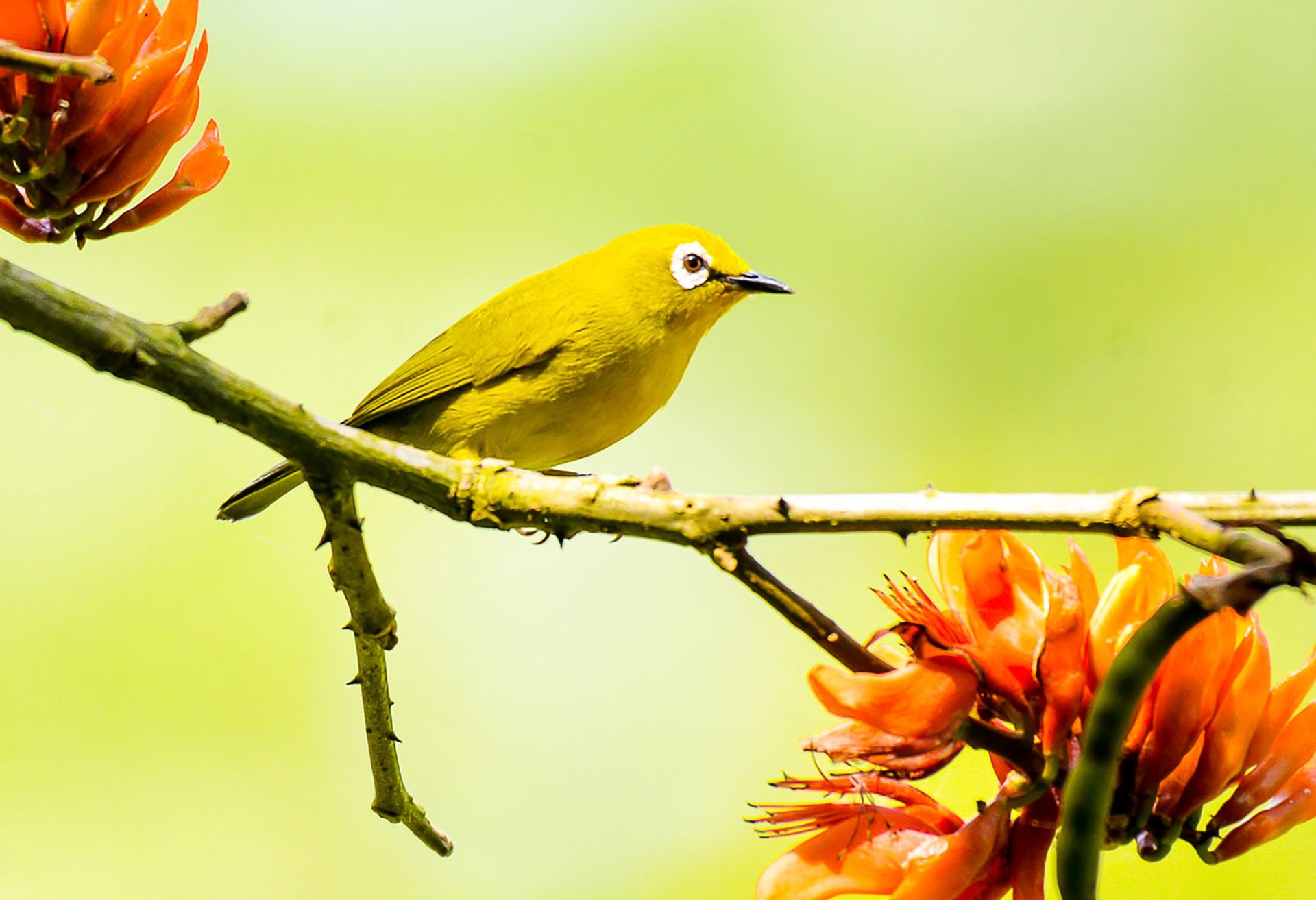 Uganda Medium Birding Safaris - Forest to Savanna