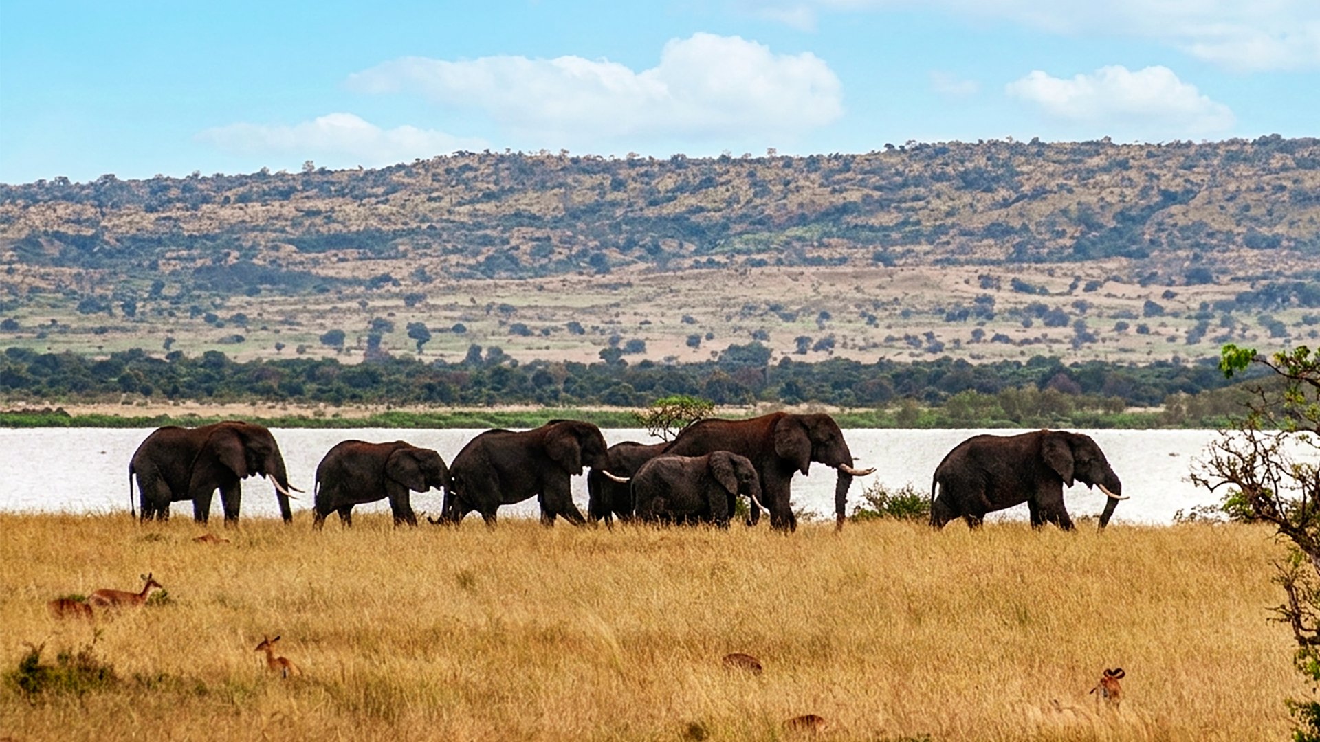 Medium Uganda Photographic Safari — Multi-Park Wildlife Photography