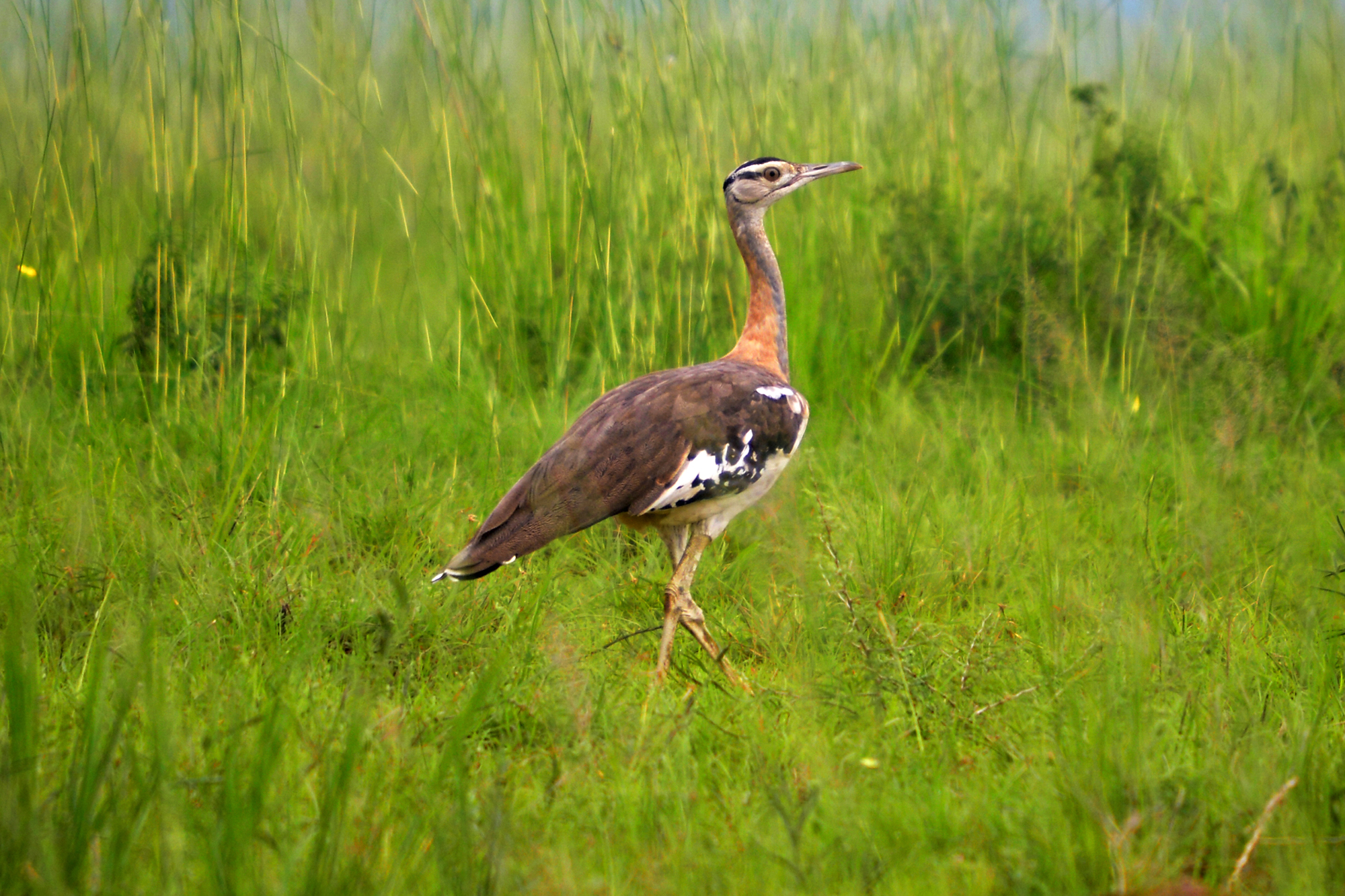 33-Day Uganda's Grand Traverse