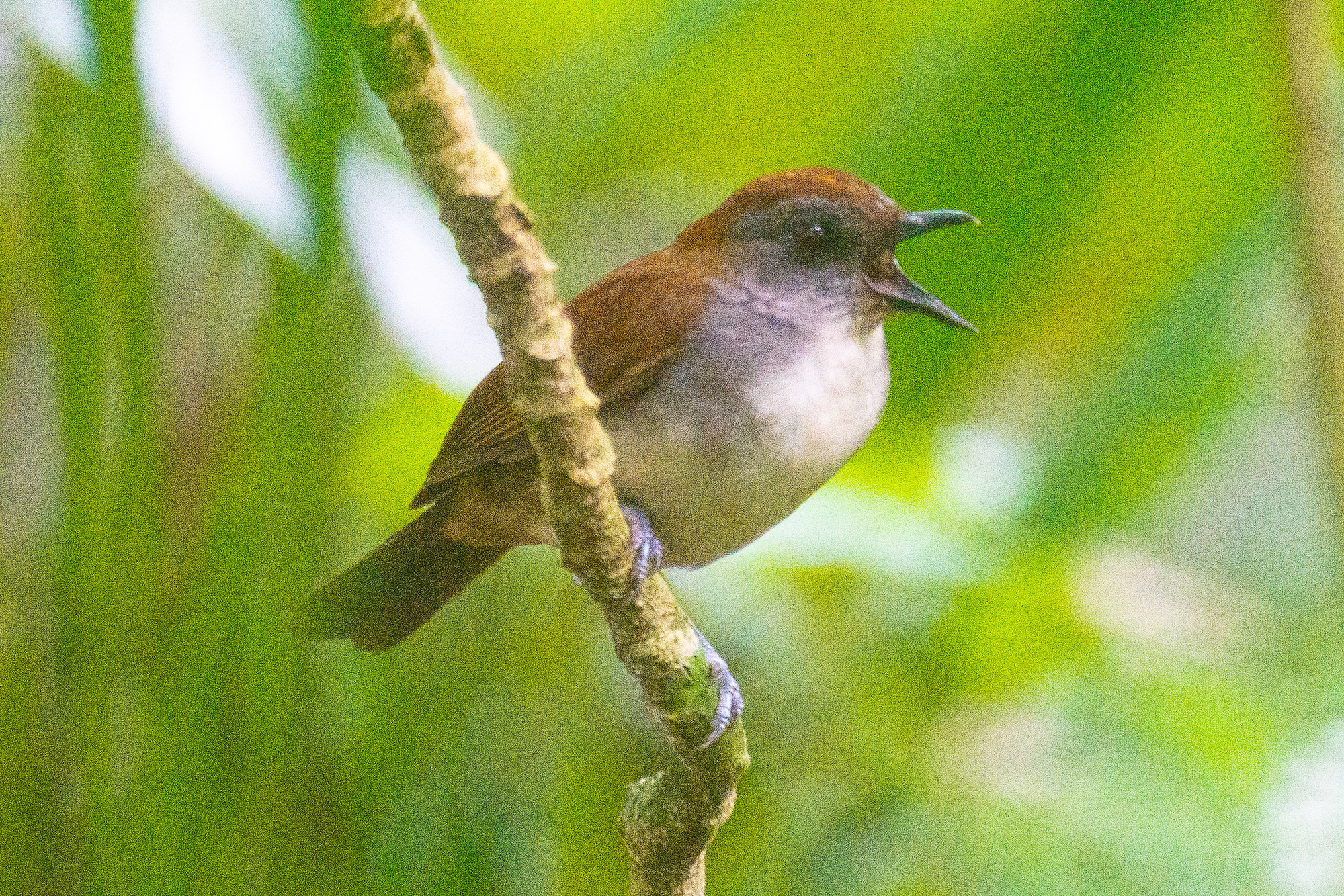 33-Day Uganda's Grand Traverse