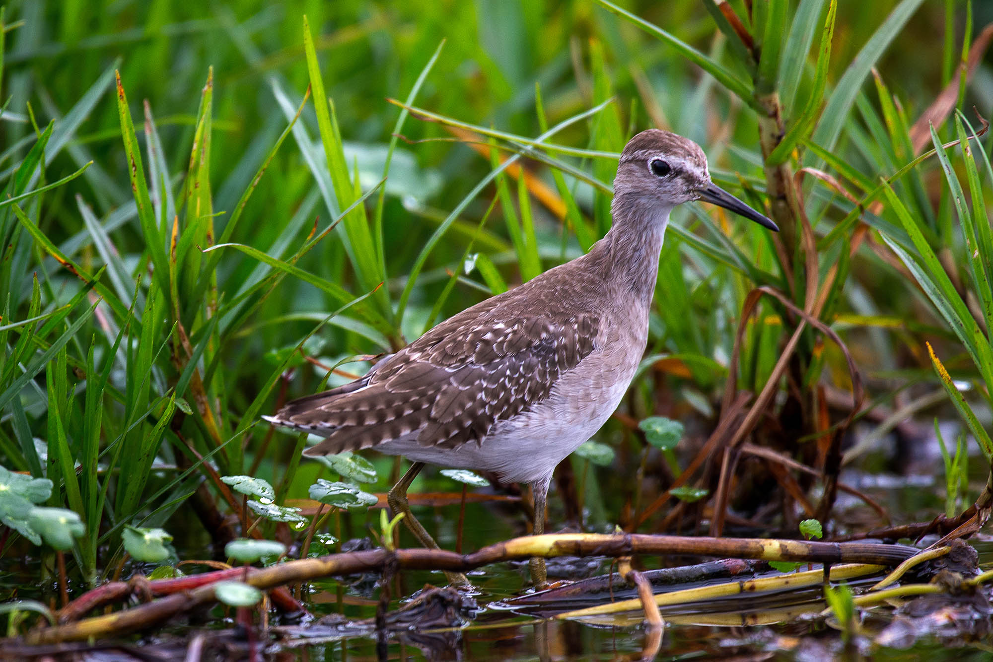 35-Day Ultimate Uganda Birding & Wildlife Safari