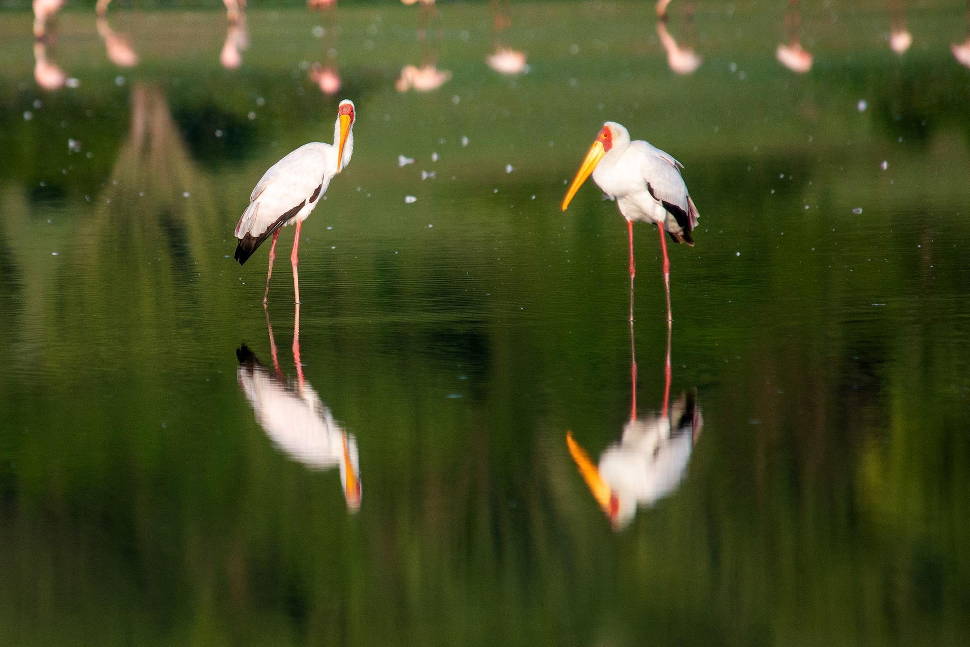 35-Day Ultimate Uganda Birding & Wildlife Safari