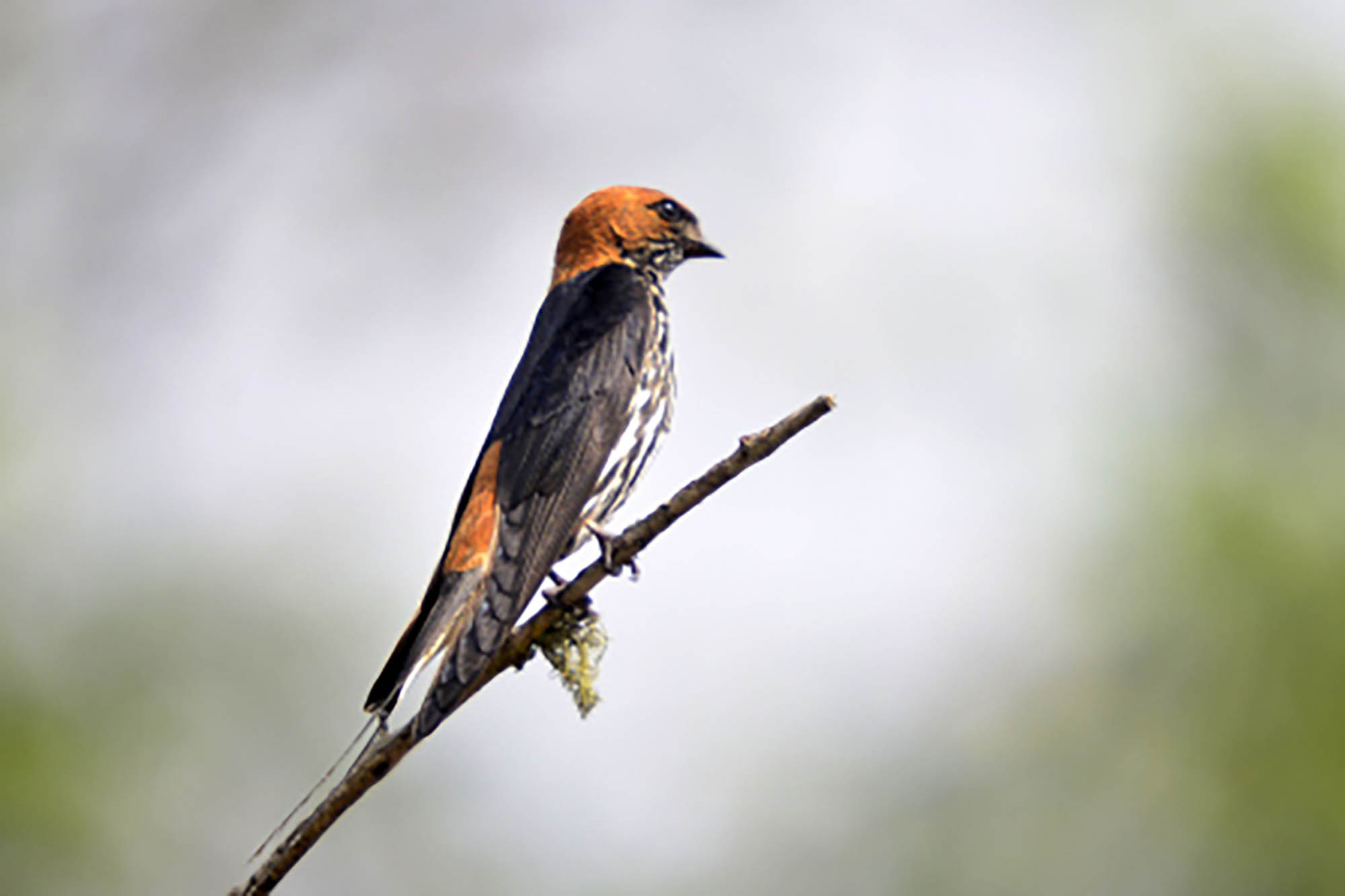 35-Day Ultimate Uganda Birding & Wildlife Safari