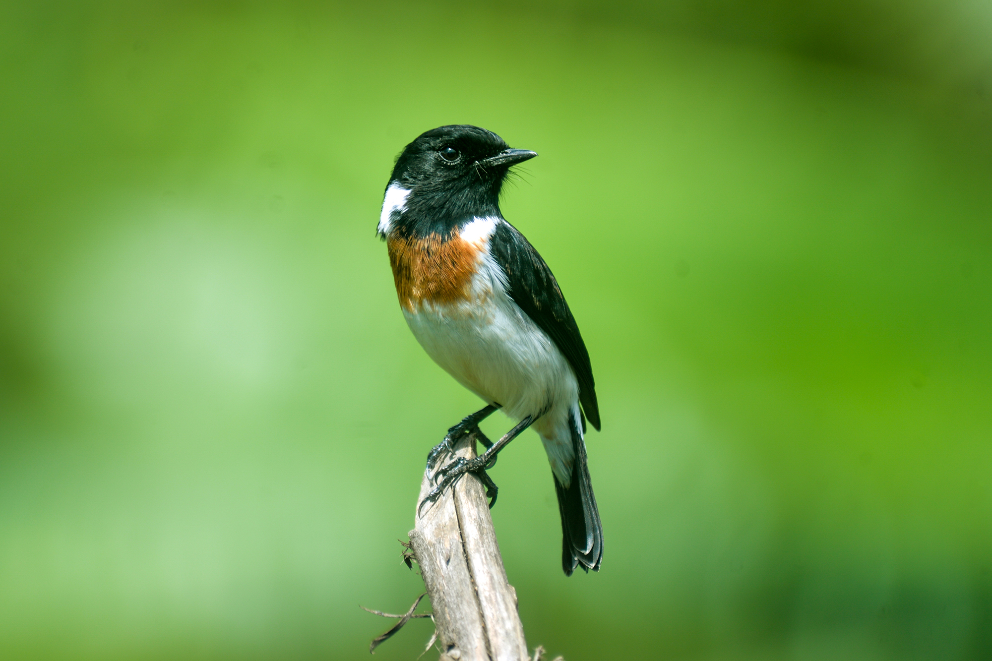 35-Day Ultimate Uganda Birding & Wildlife Safari