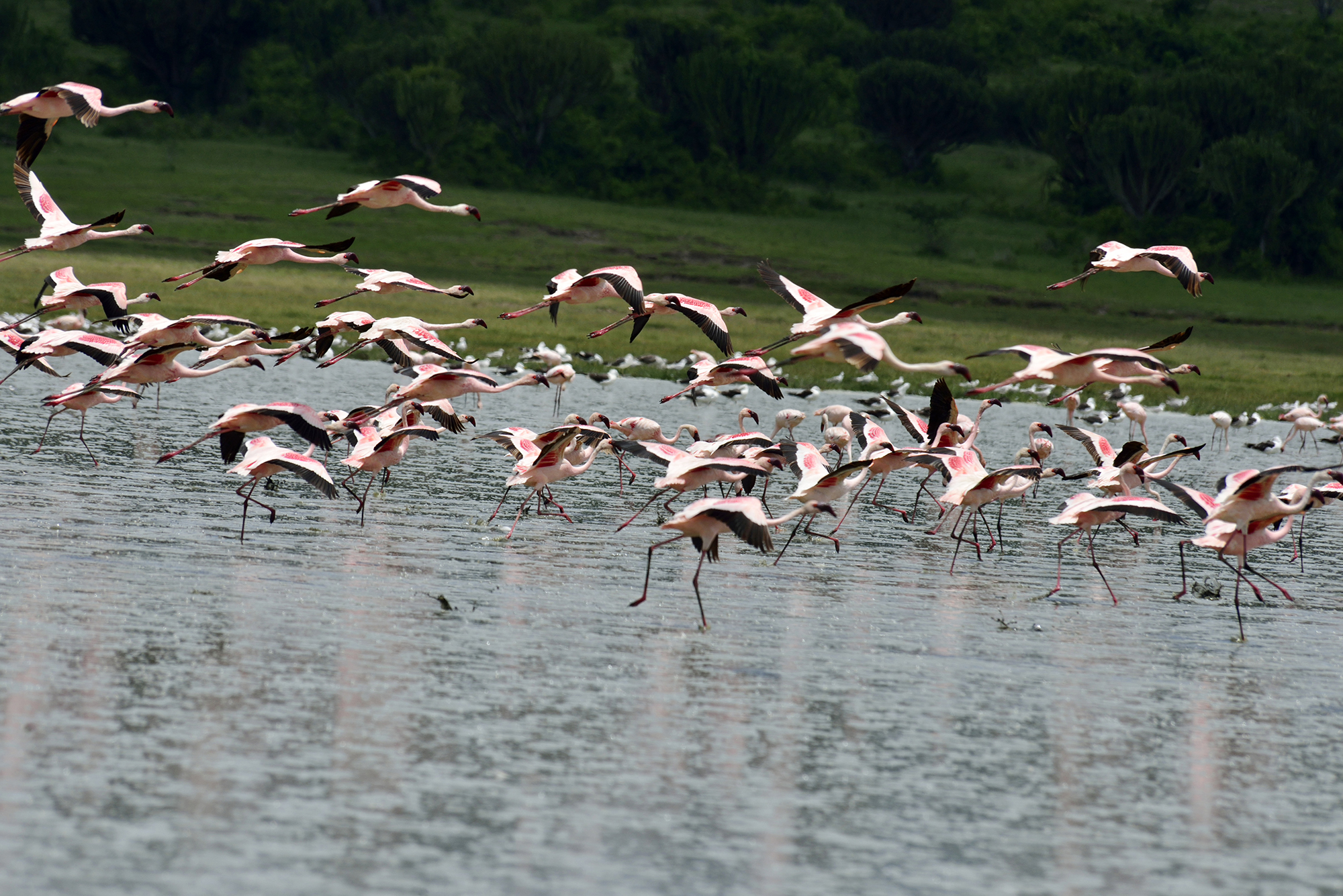 25-Day Uganda Ultimate Birding Odyssey
