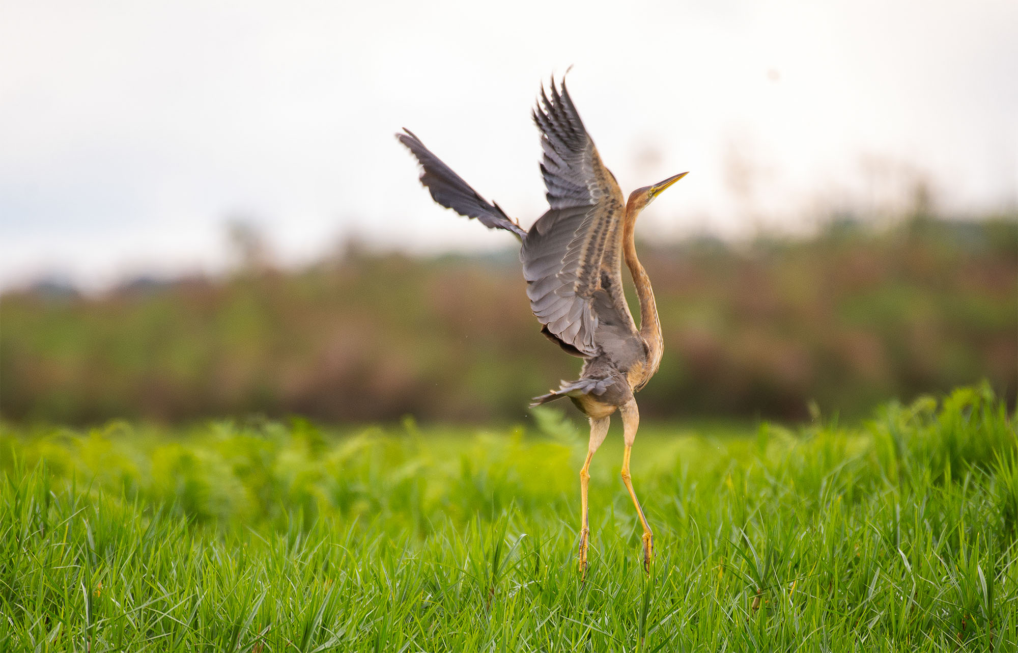 Mabamba Swamp Shoebill