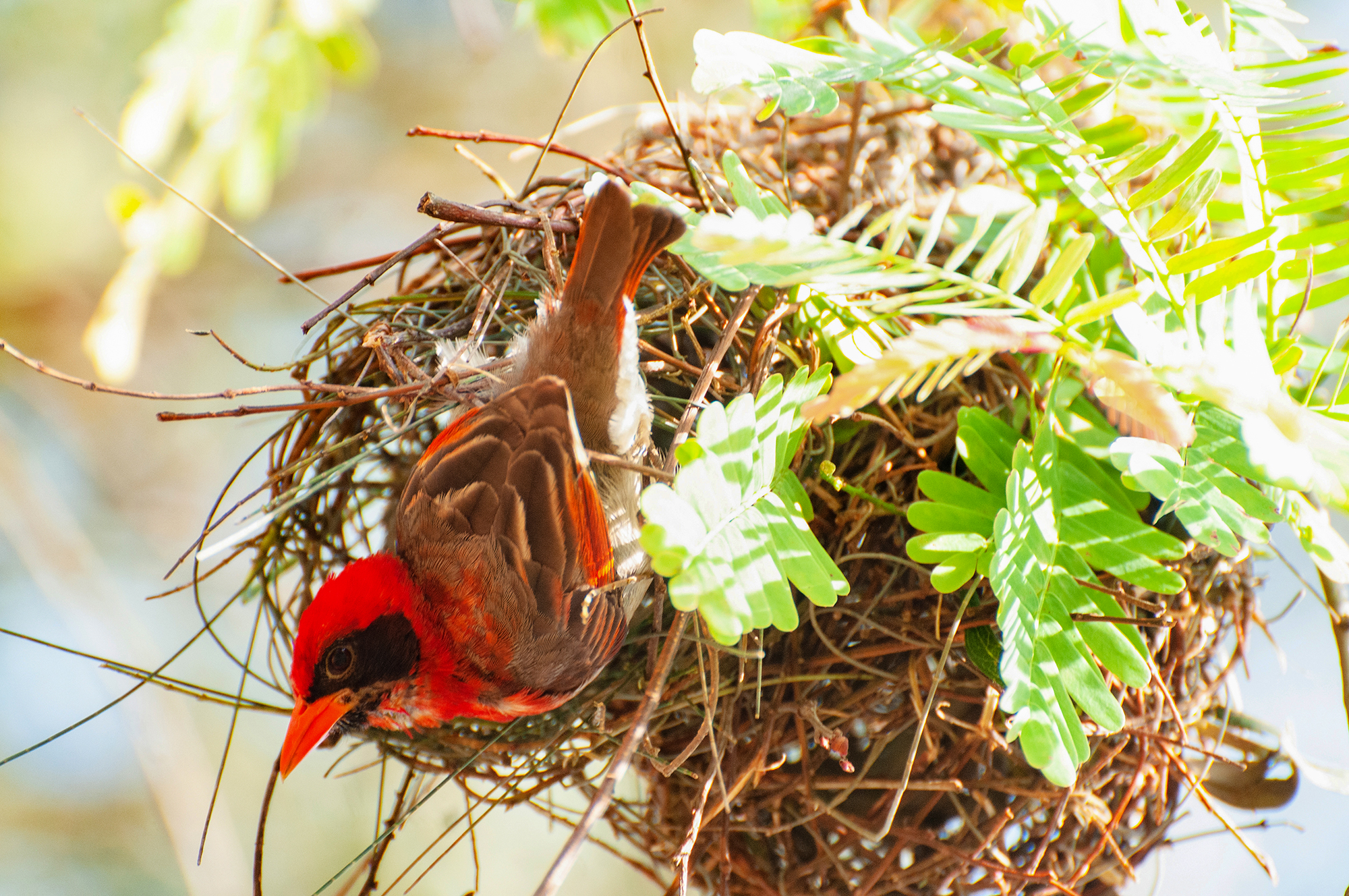 Mabira Forest Birding