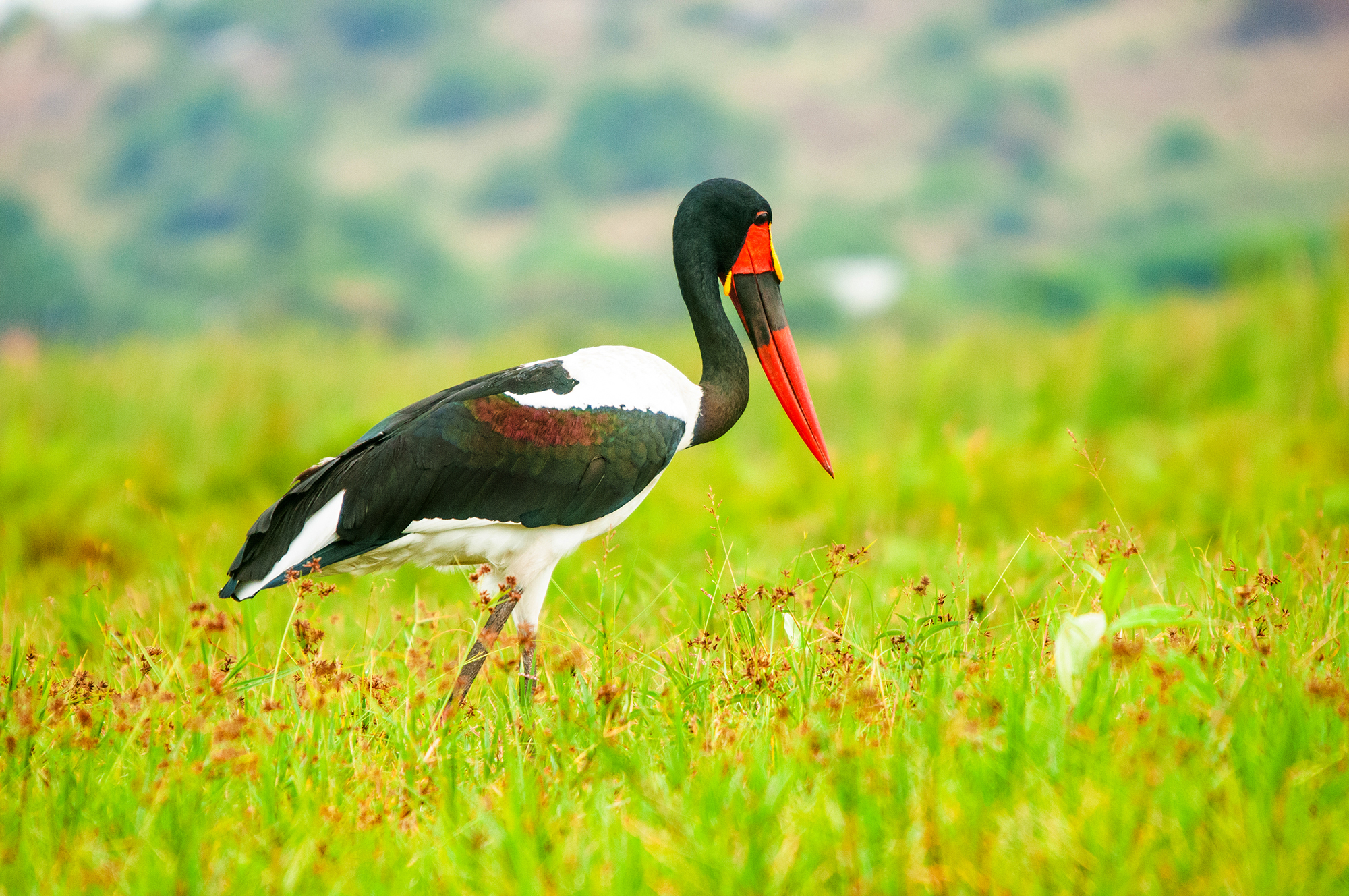 7-Day Uganda Birding Safari featuring Shoebills and Savanna birds