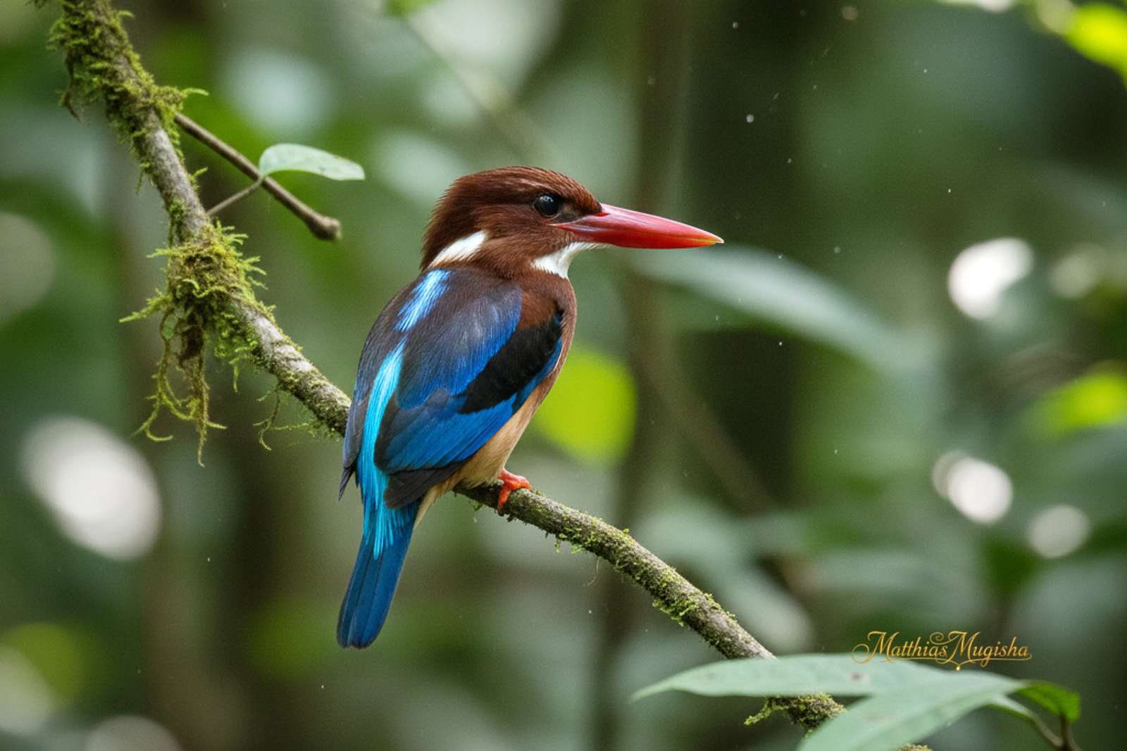 16-Day Uganda Birding & Photography Expedition