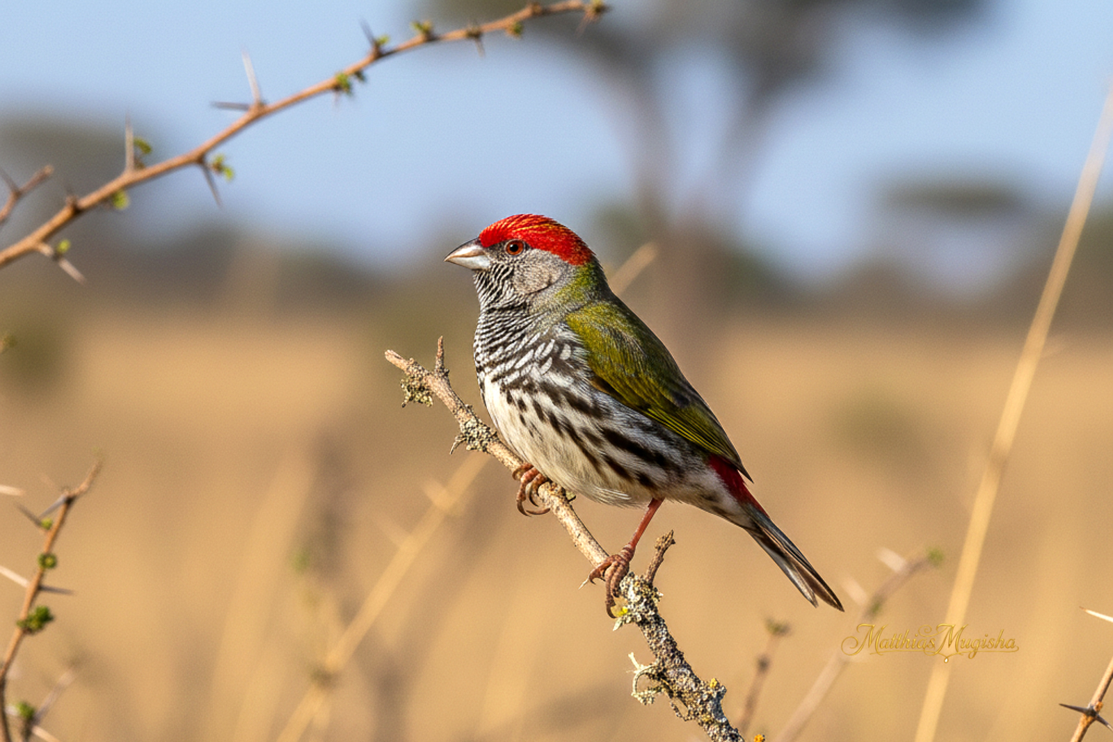 16-Day Uganda Birding & Photography Expedition