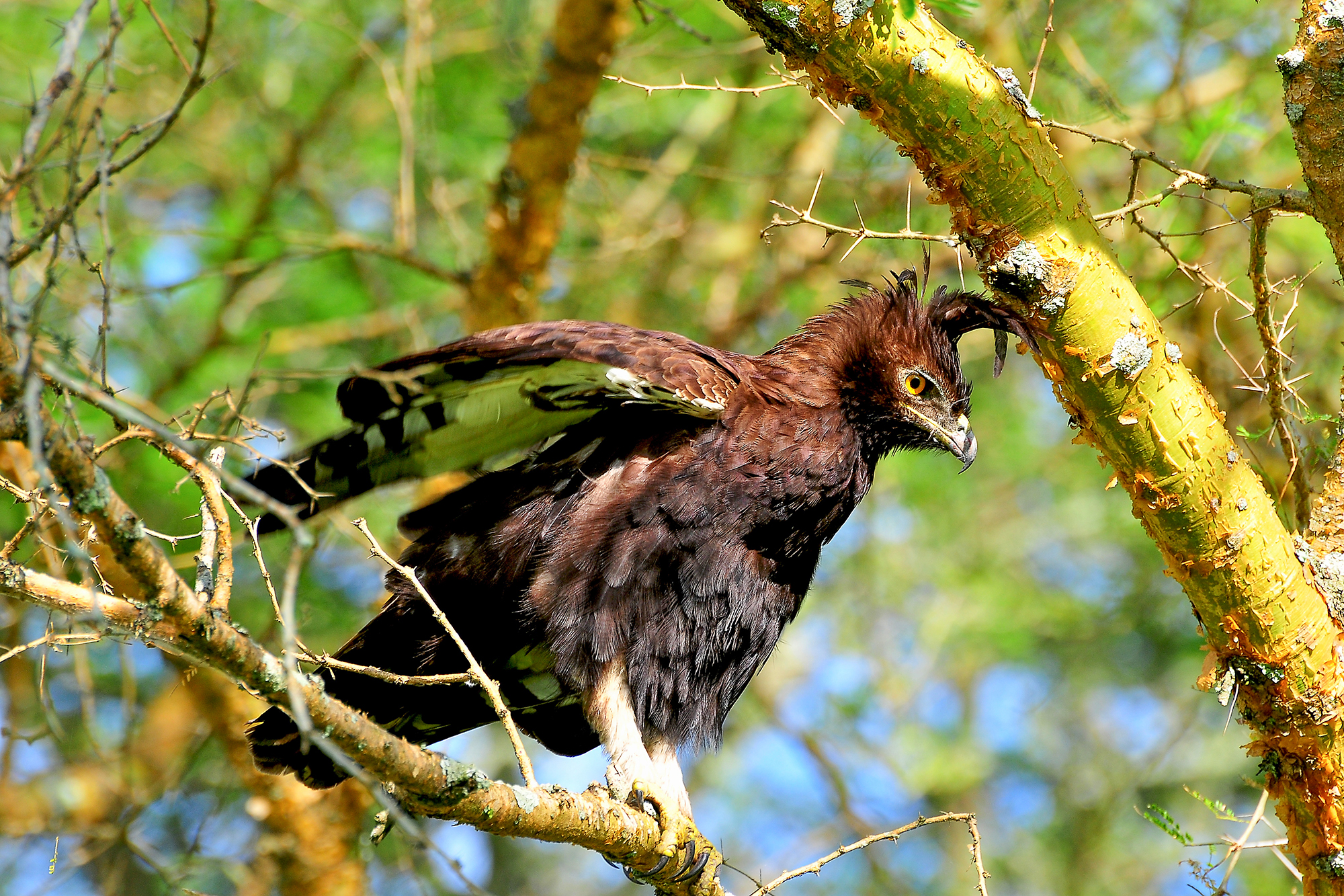 10-Day Uganda Forest & Endemic Birding Safari