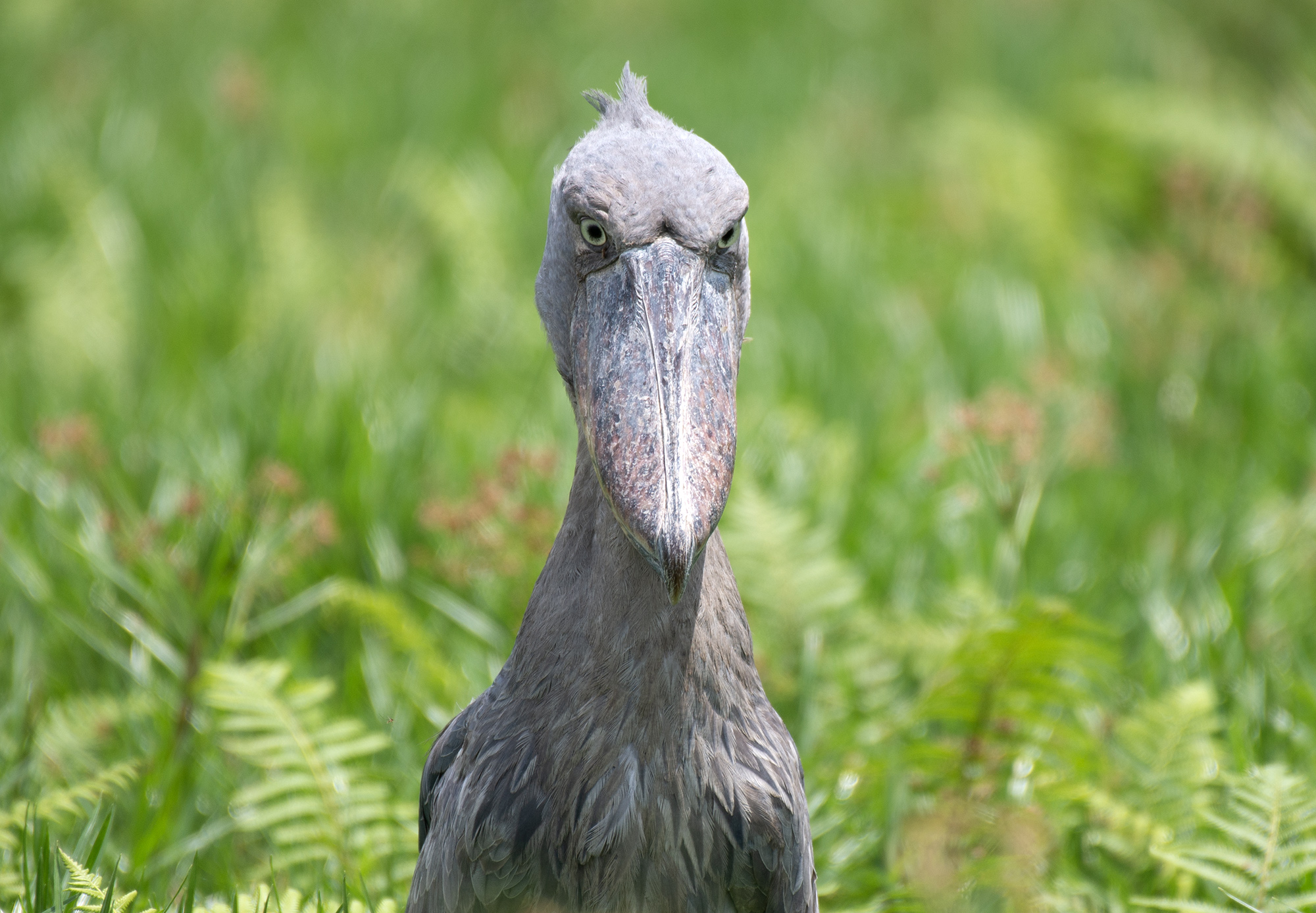 3-Day Kampala Photo and Birding Specials