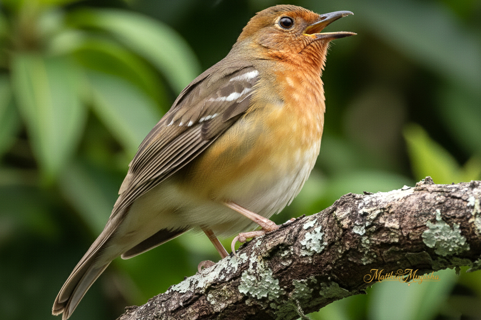 14-Day Birding Uganda Lifers - Shoebill to Kidepo