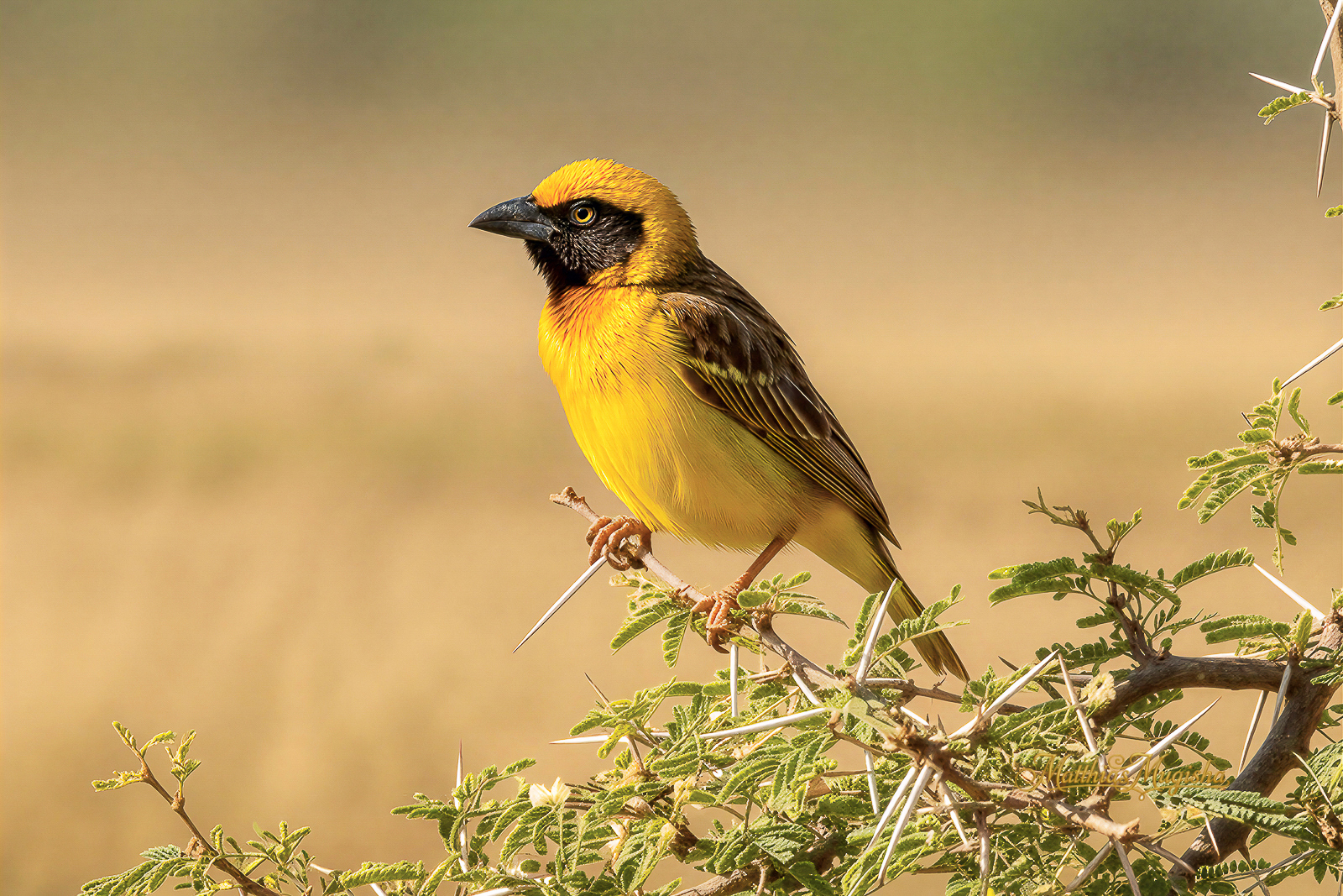 14-Day Birding Uganda Lifers - Shoebill to Kidepo