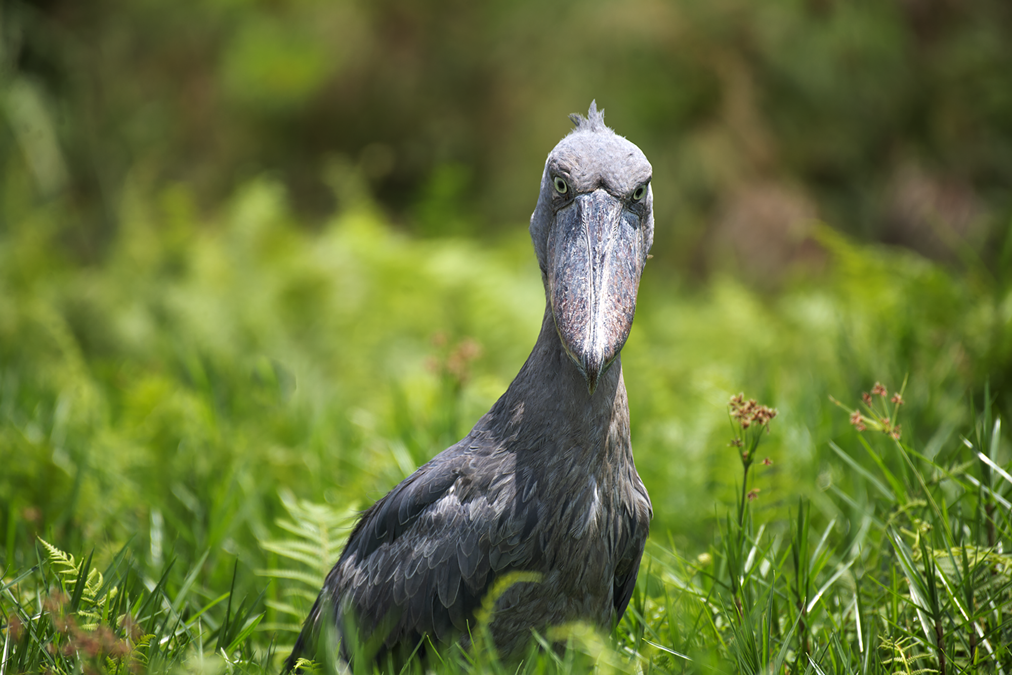 Green-breasted Pitta and forest birding in Kibale