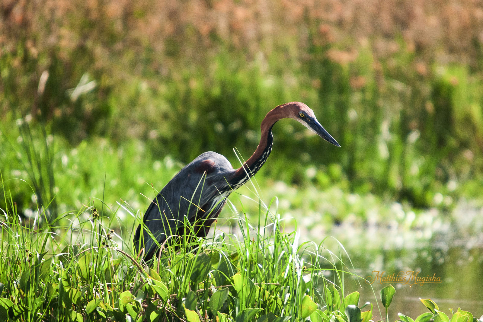 9-Day Uganda Birding Safari - Shoebill, Forest & Savannah