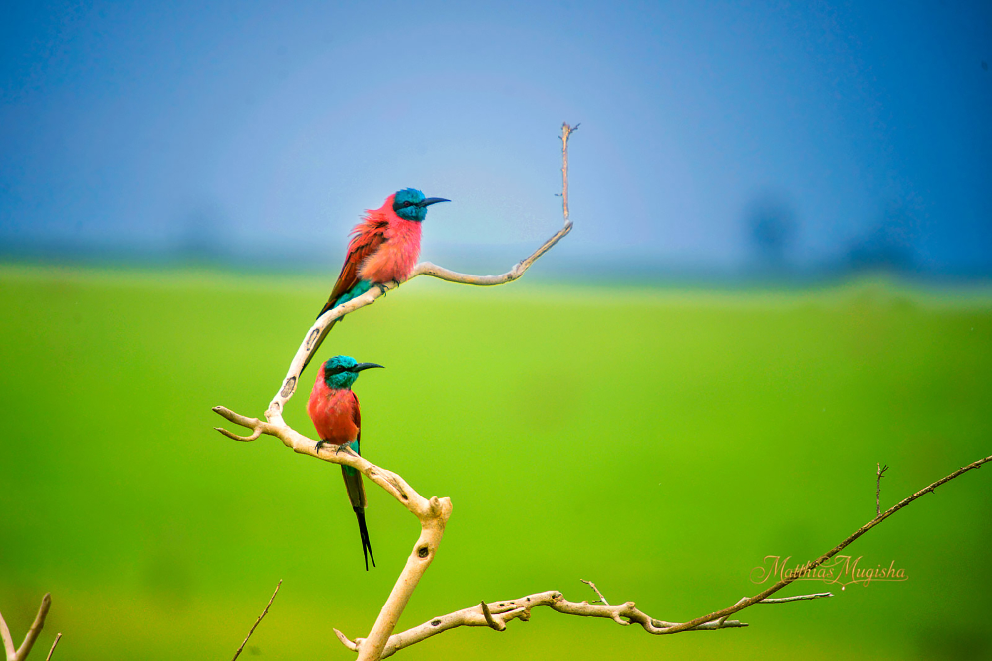 9-Day Uganda Birding Safari - Shoebill, Forest & Savannah