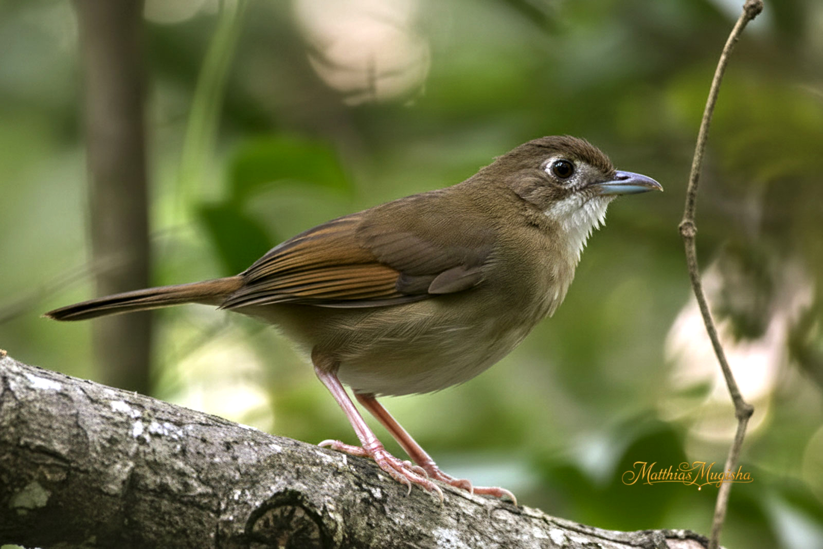9-Day Uganda Birding Safari - Shoebill, Forest & Savannah