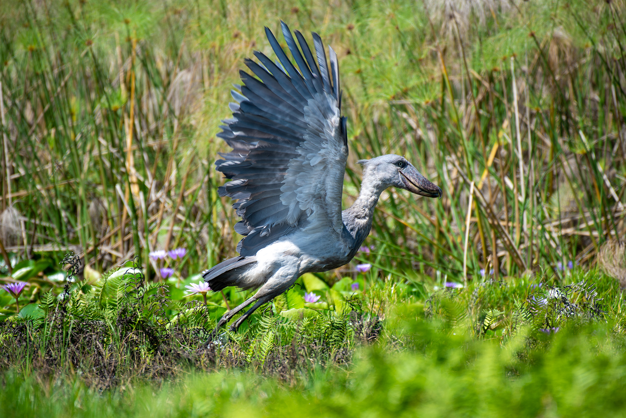 Wetland Birds at Mabamba