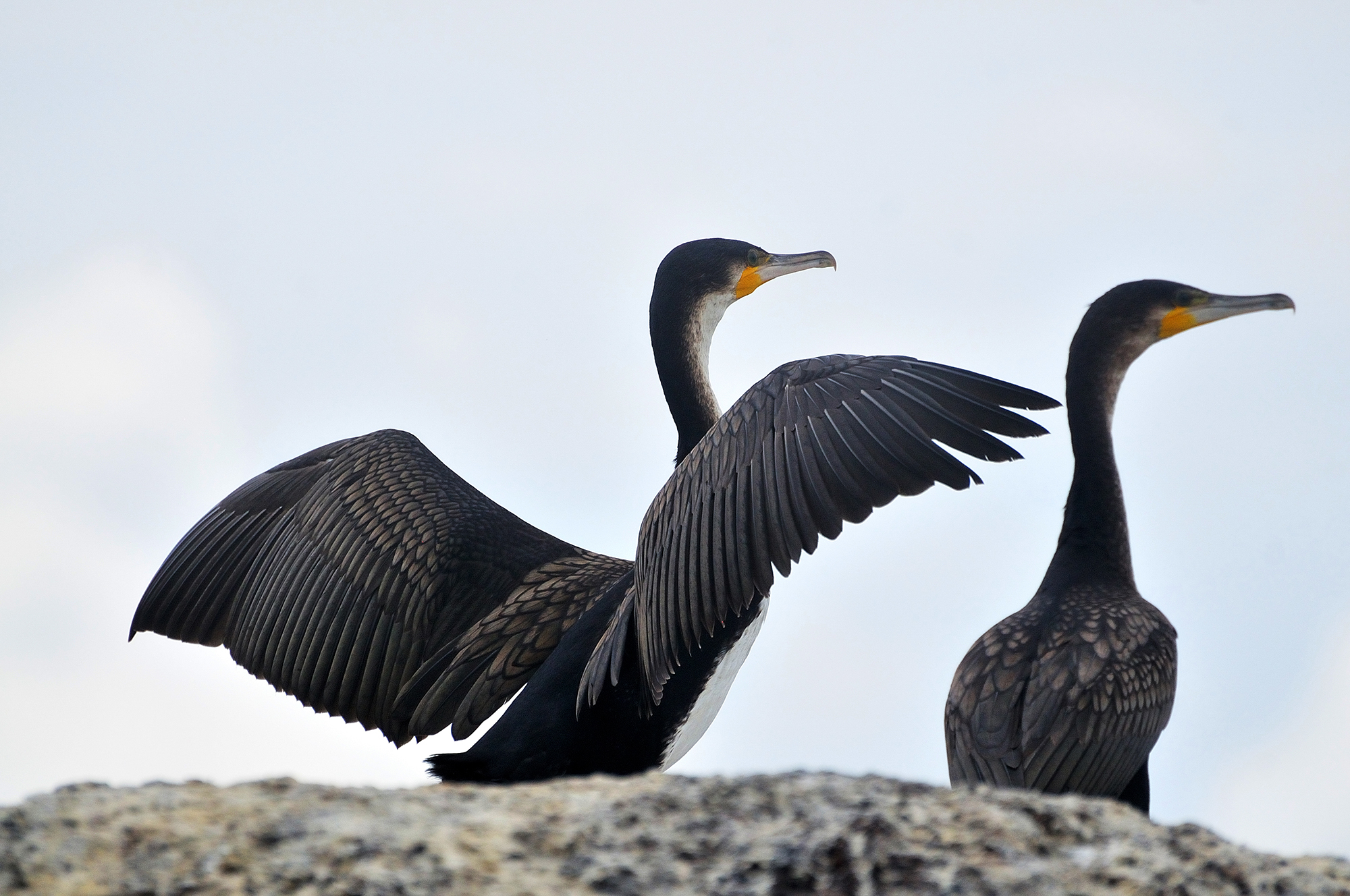 2-Day Lutembe Bay Birding