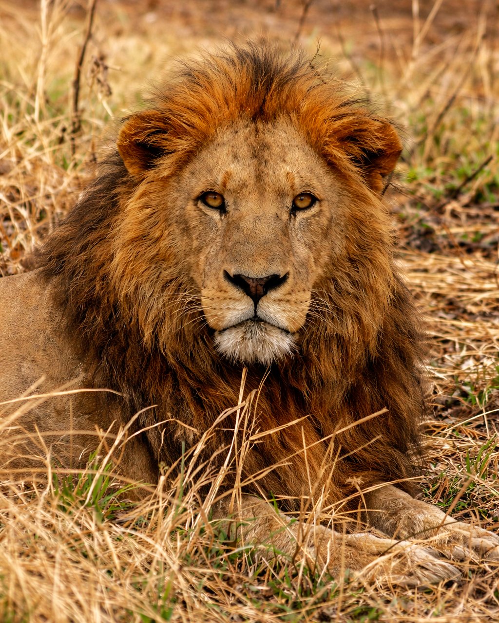 Lion in Kidepo Valley National Park