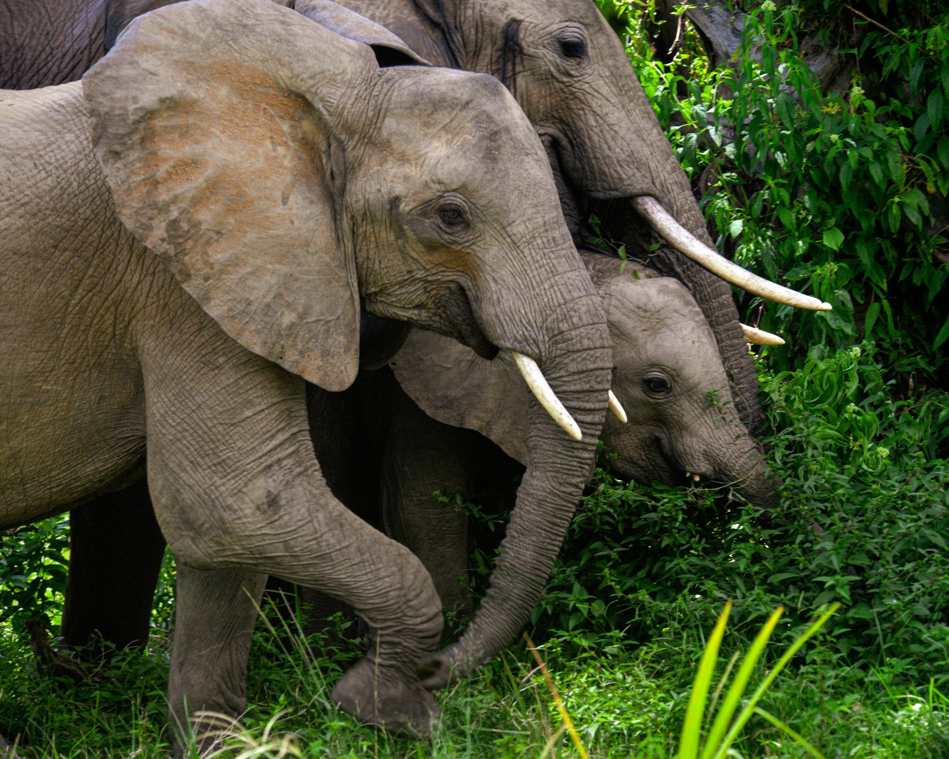 Photographer on a Snap Uganda safari