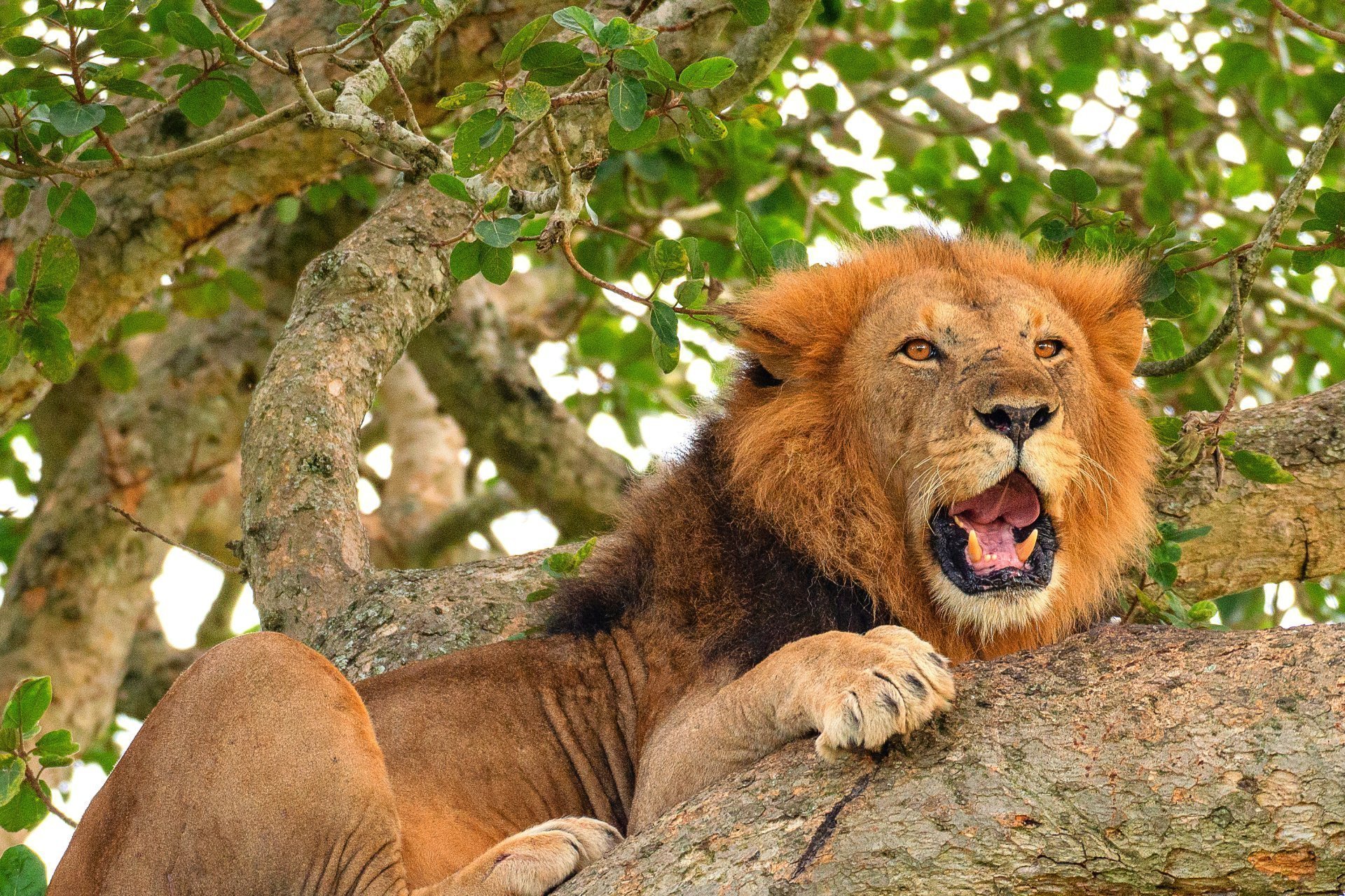 Photo Restoration hero banner