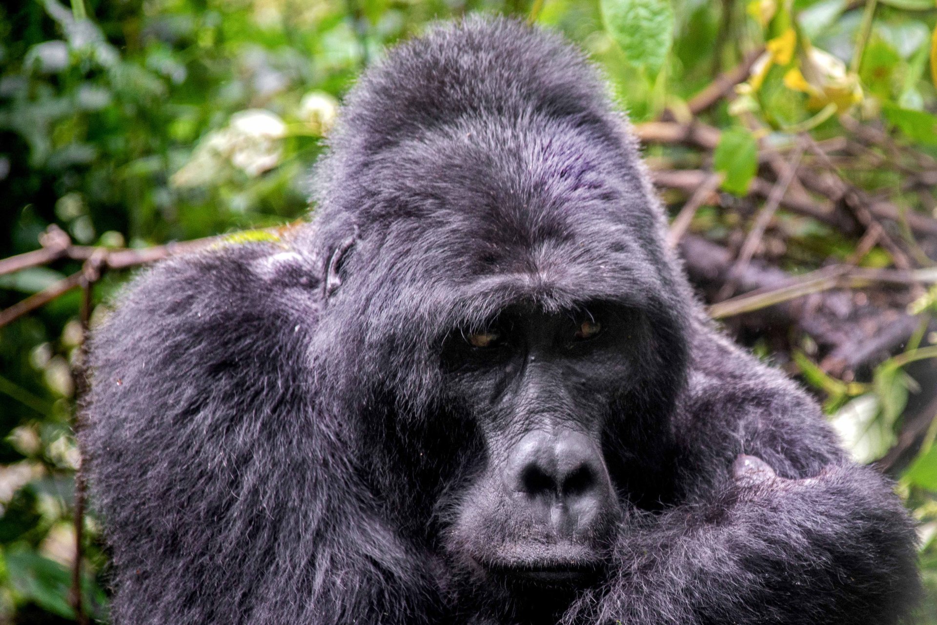 Wildlife photography